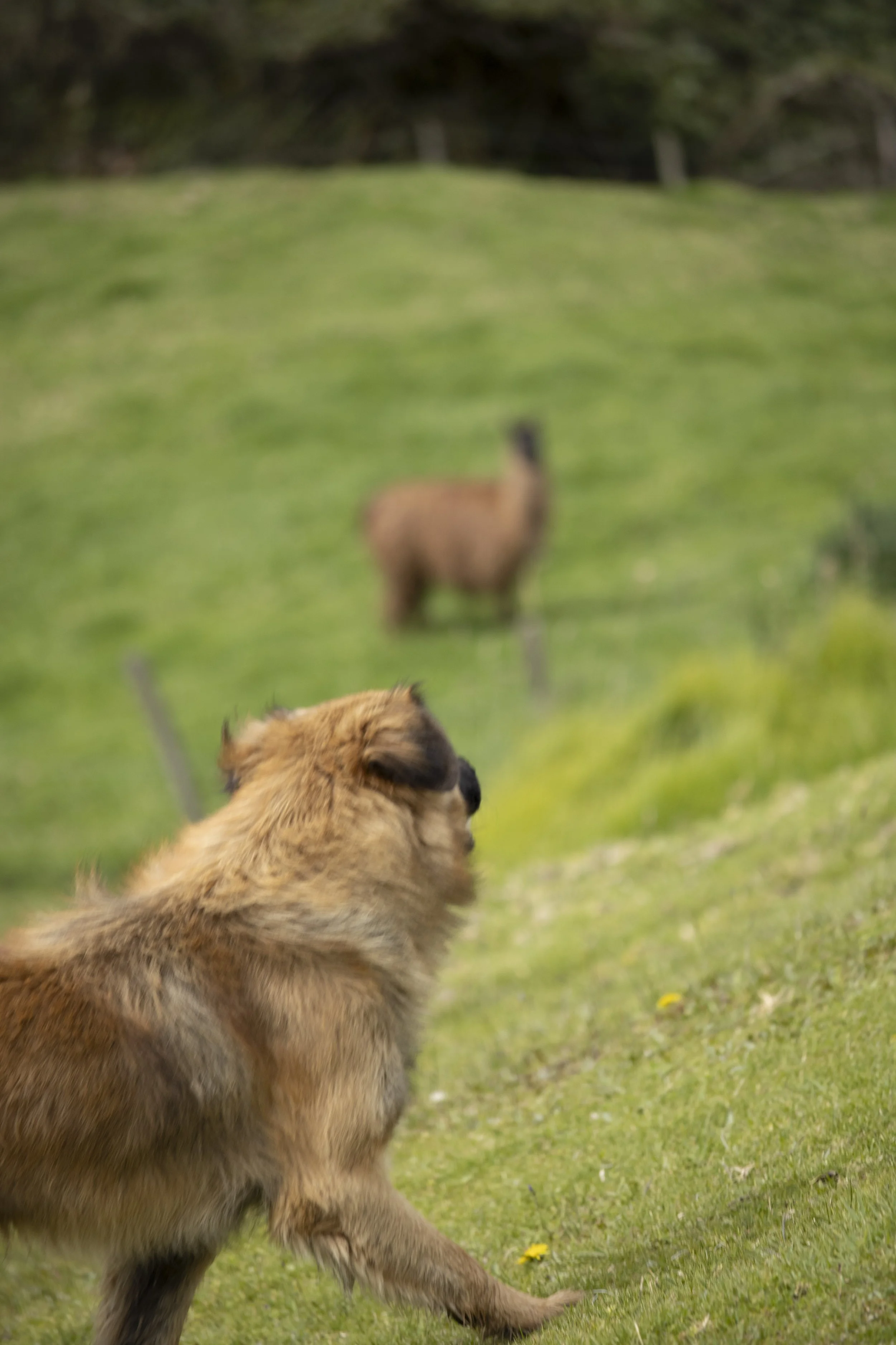 Animals Gallery-1215.jpg