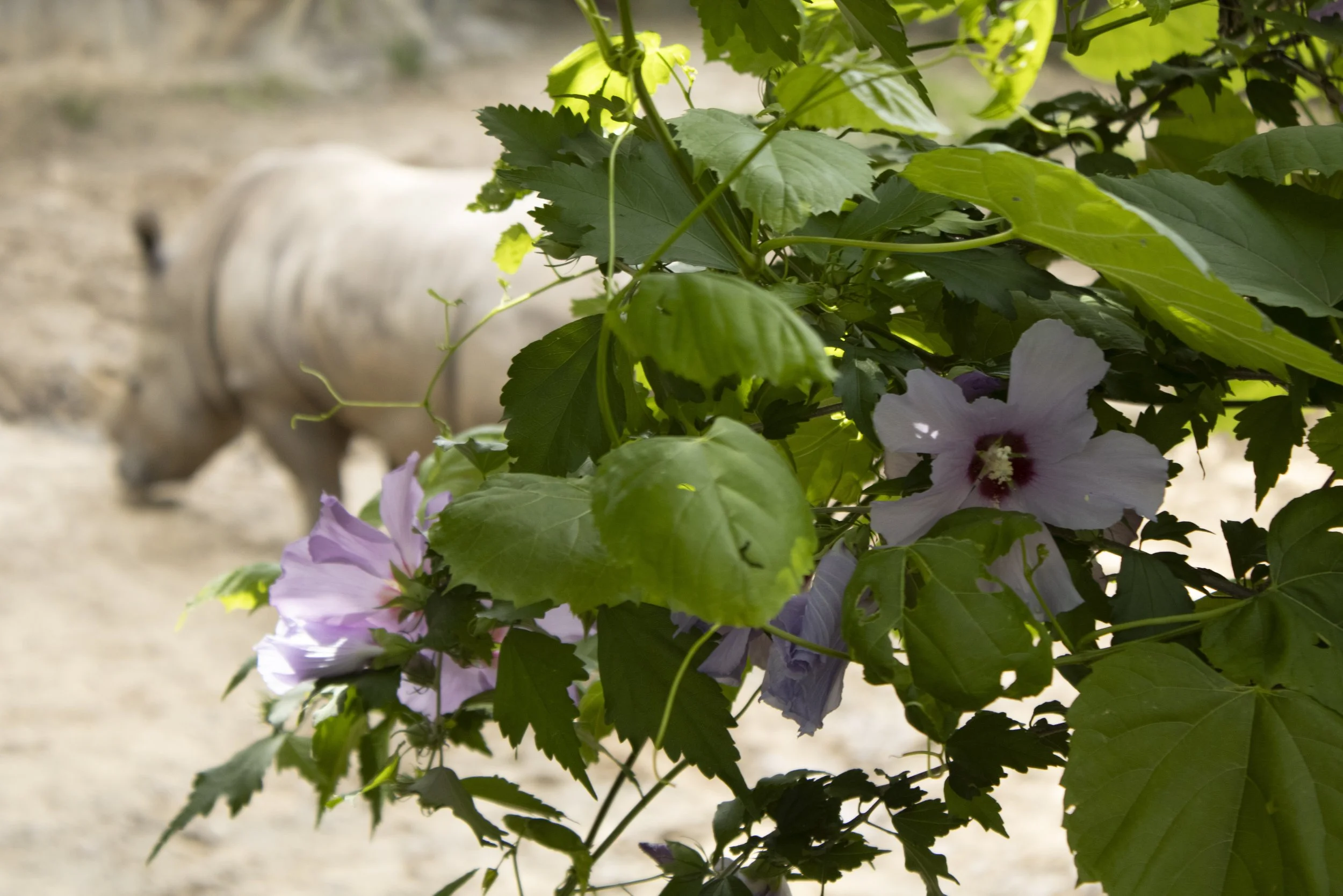 Animals Gallery-0558.jpg