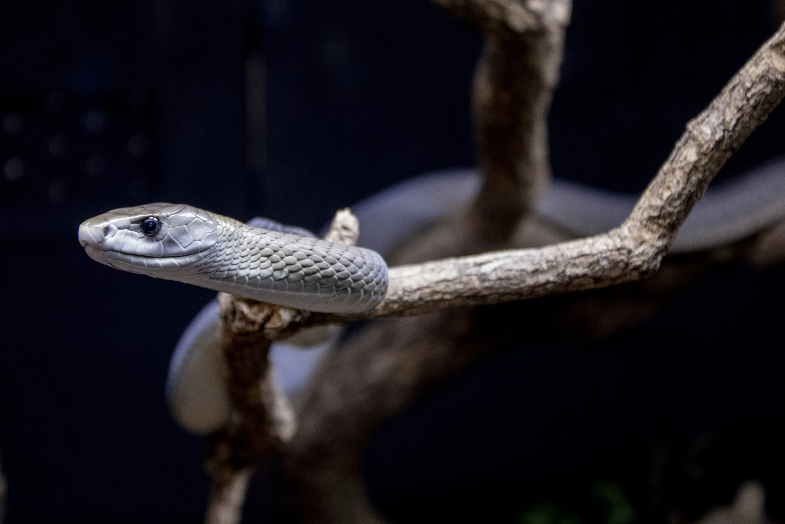 Animals Gallery-0698.jpg