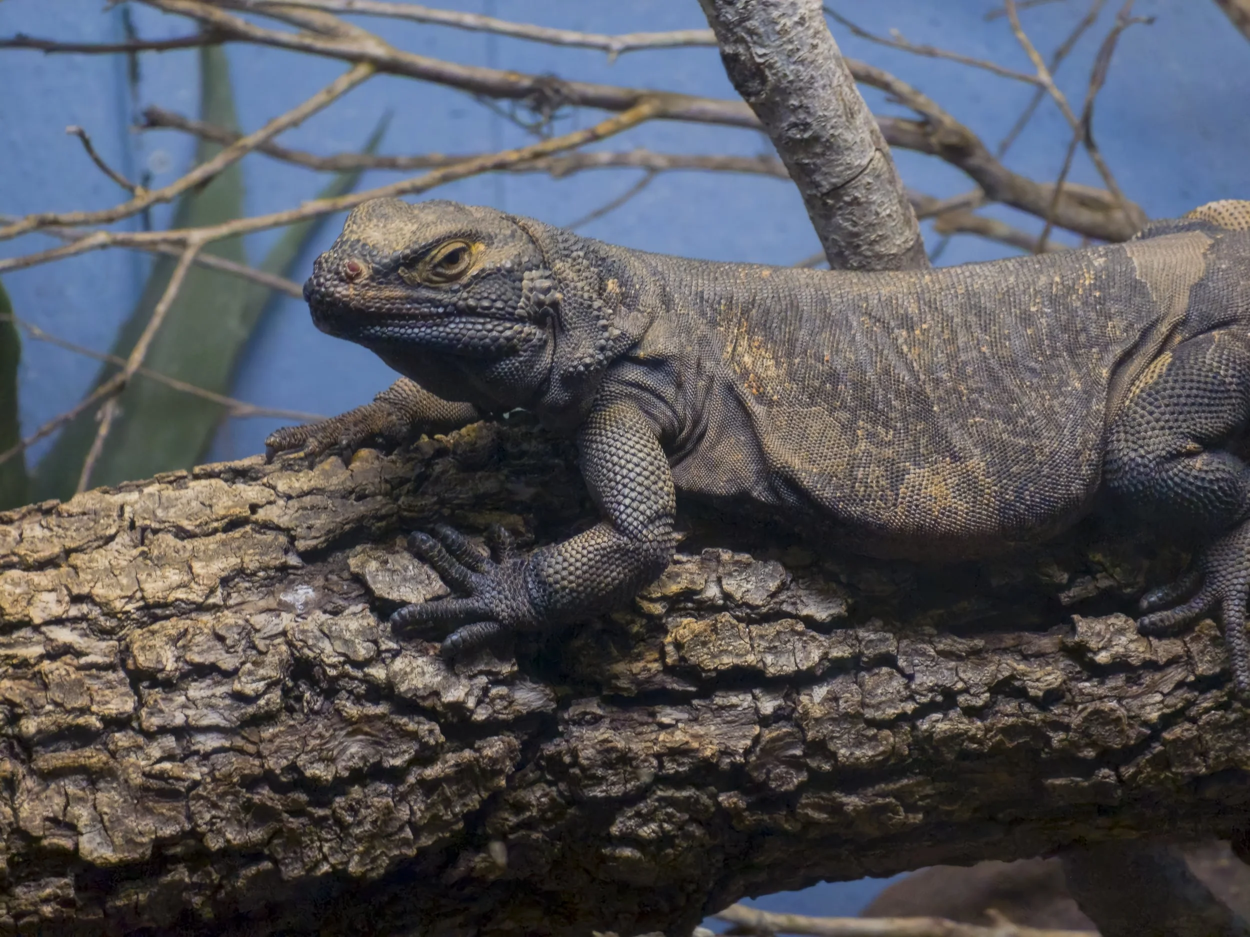 Animals Gallery-113057.jpg