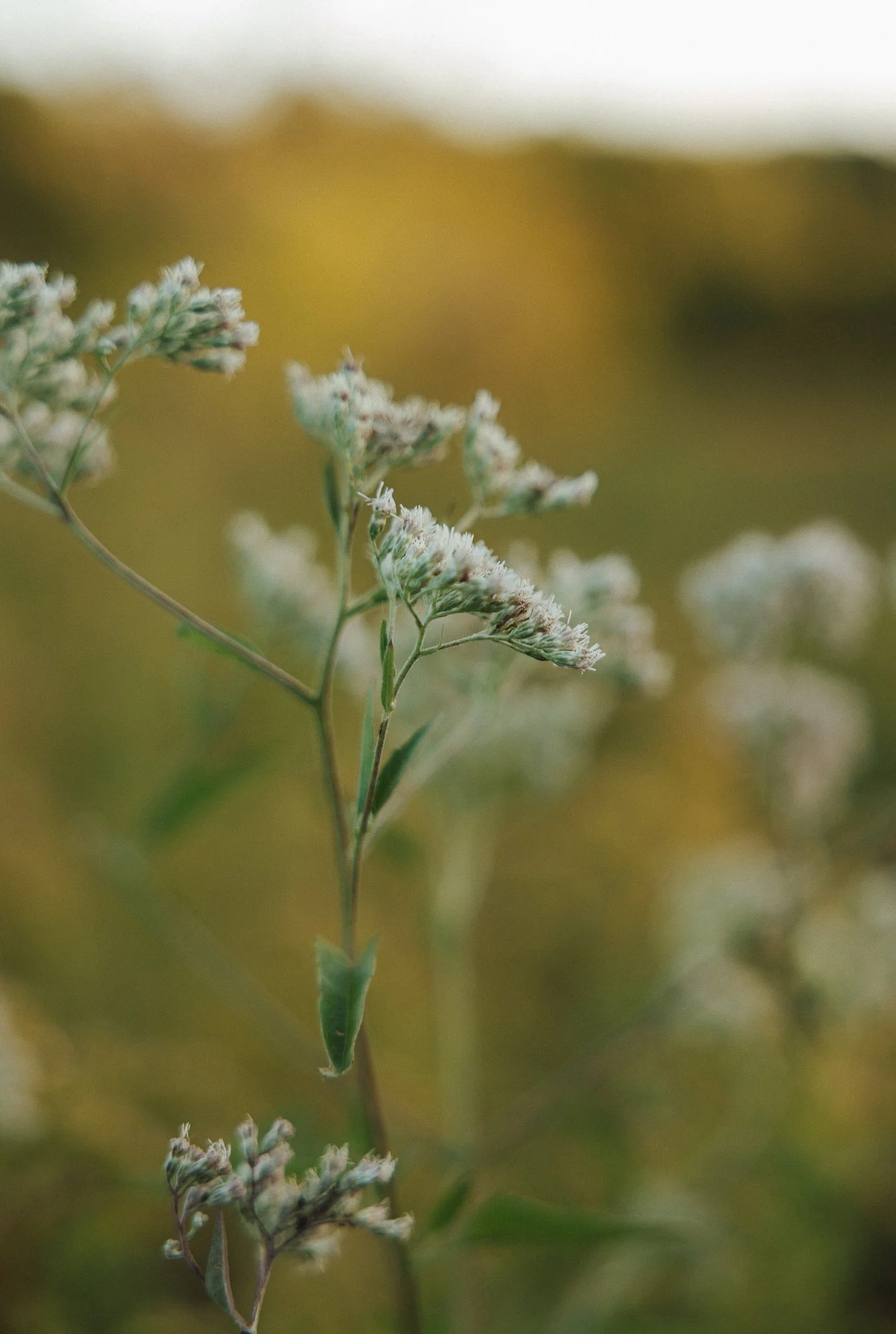 Close-up of a wildflower with white and green buds against a blurred natural background.