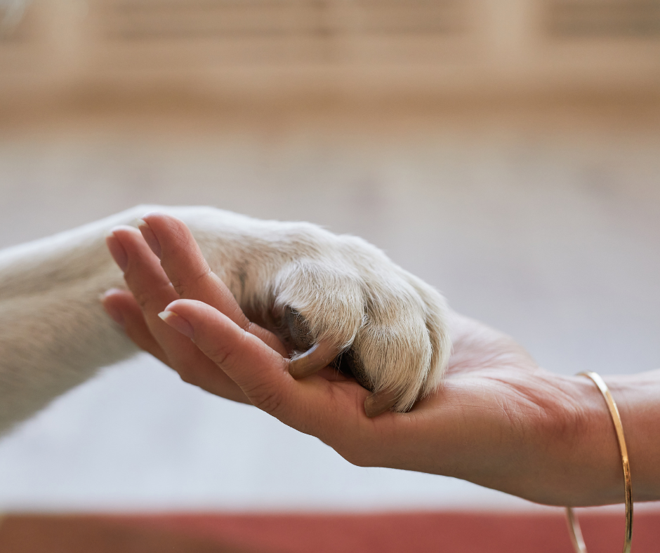 Person holding a dog paw in their hand.