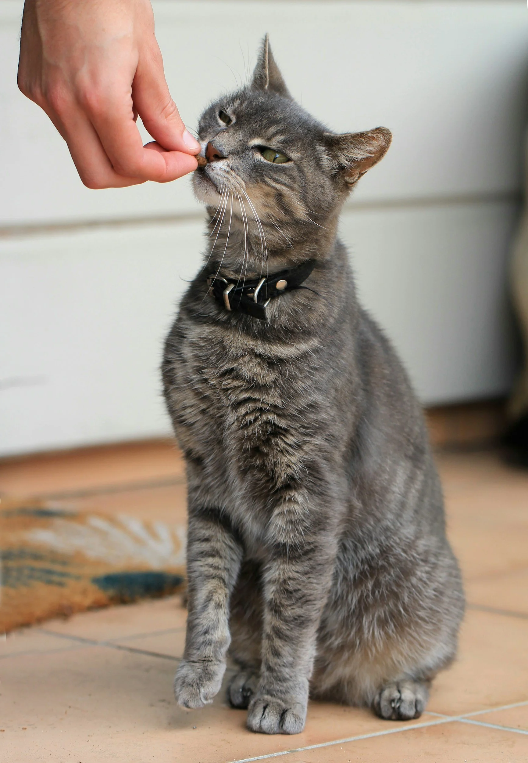 A gray tabby cat sitting on a tiled floor, being offered a treat by a human hand.