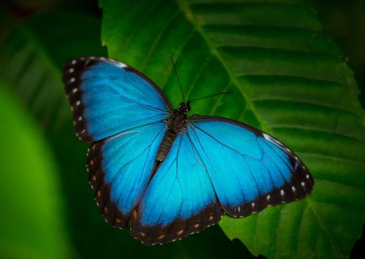 Blue butterfly
