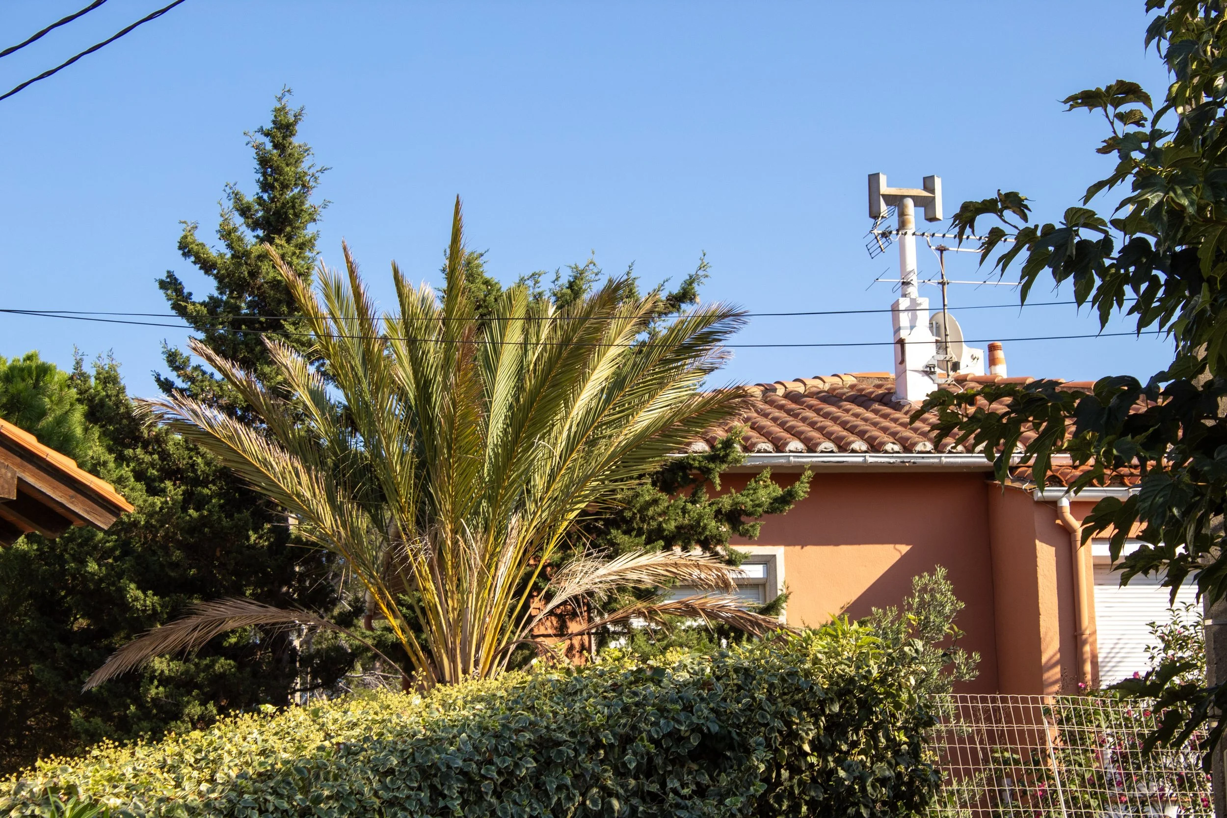 House with a red tile roof, surrounded by lush green plants and trees, including a palm tree, against a clear blue sky.