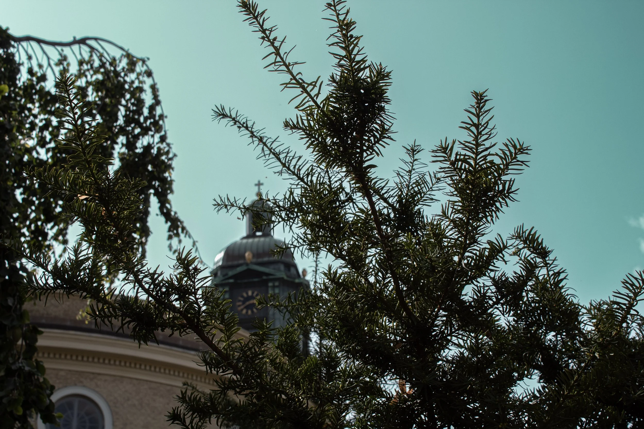 View of a church steeple peeking through the branches of a tree with a clear blue sky in the background.
