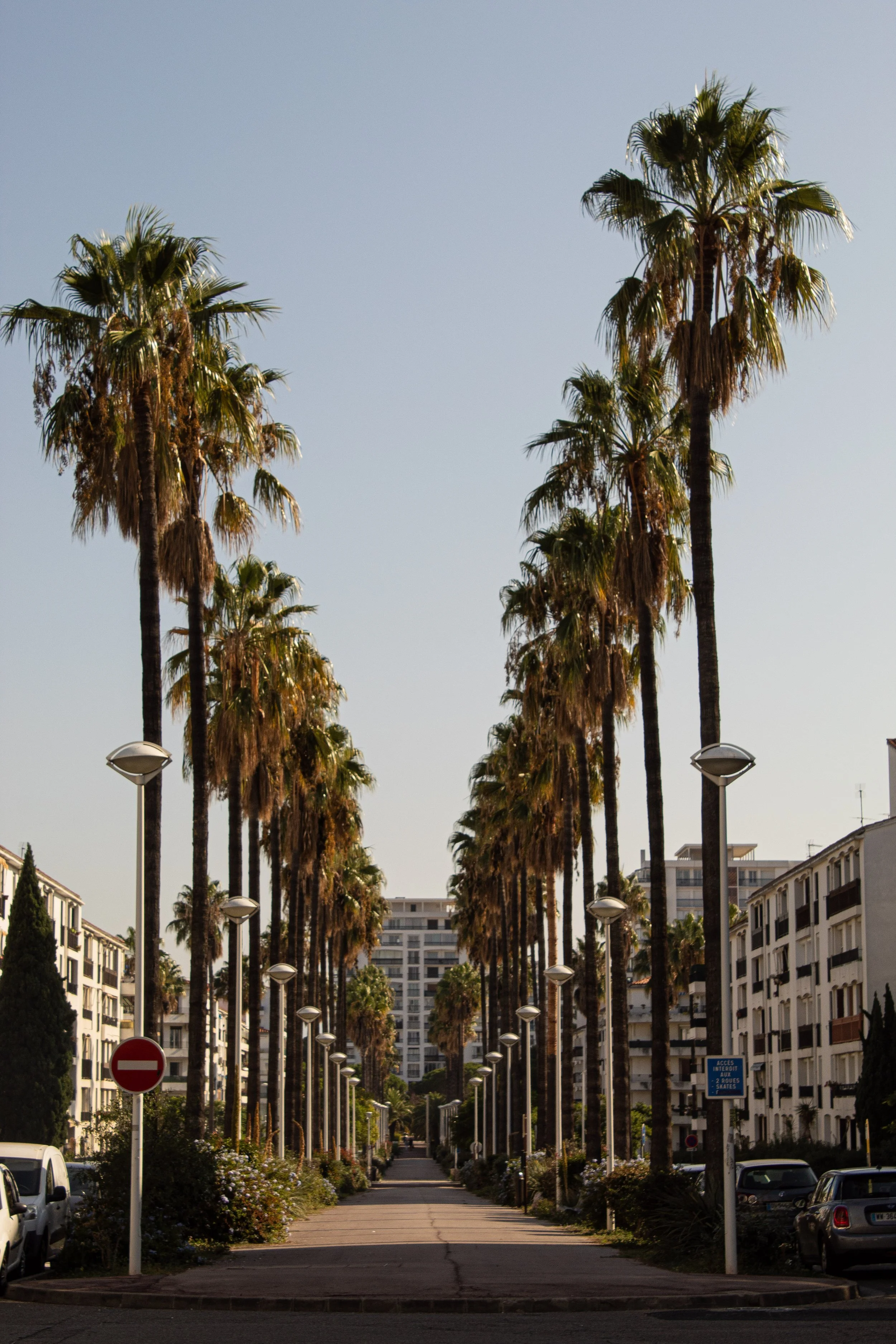 A street lined with tall palm trees and white residential buildings on either side, under a clear blue sky.
