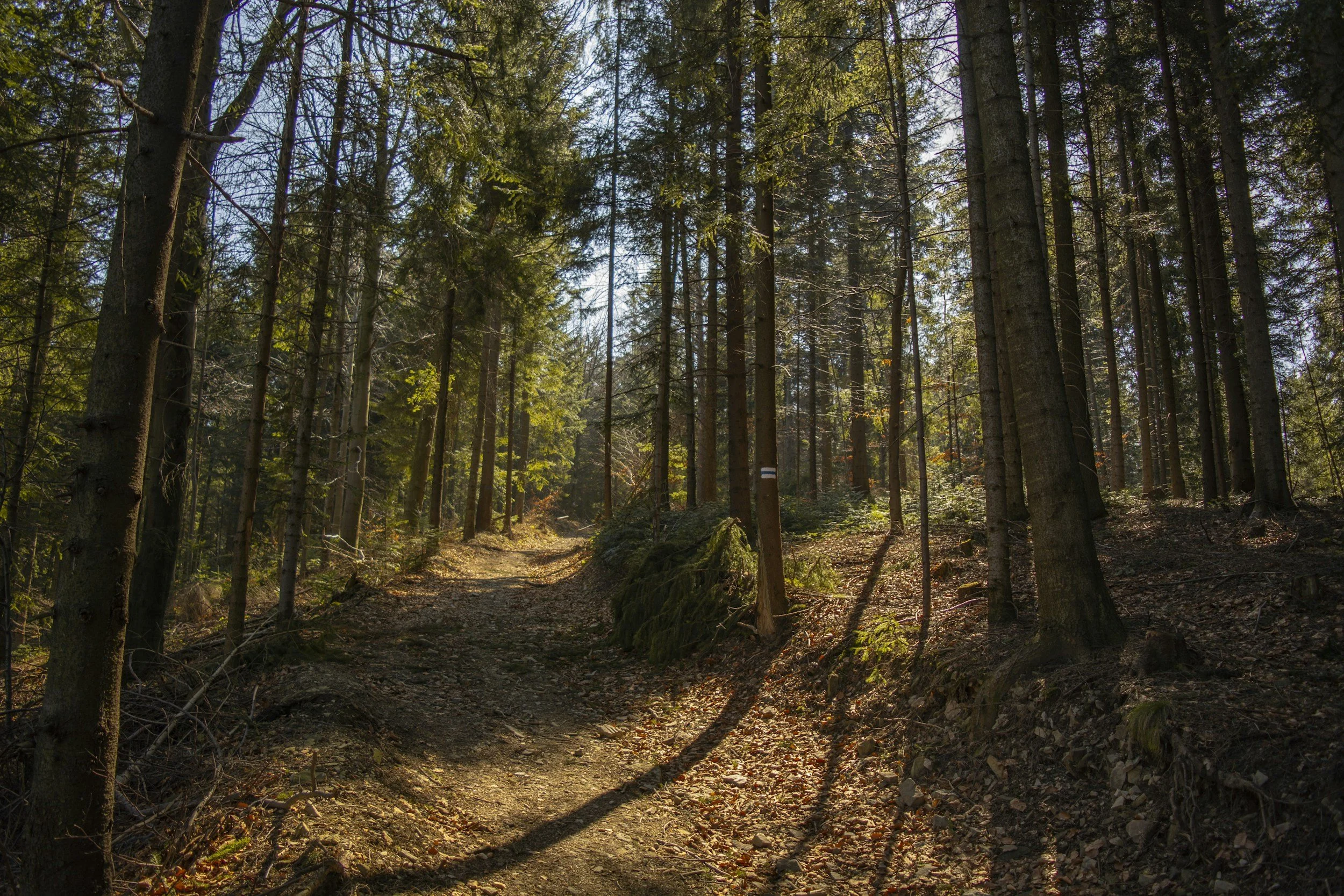 A dirt trail runs through a dense forest with tall trees casting shadows on the ground. Sunlight filters through the branches, illuminating patches of fallen leaves and moss-covered rocks.