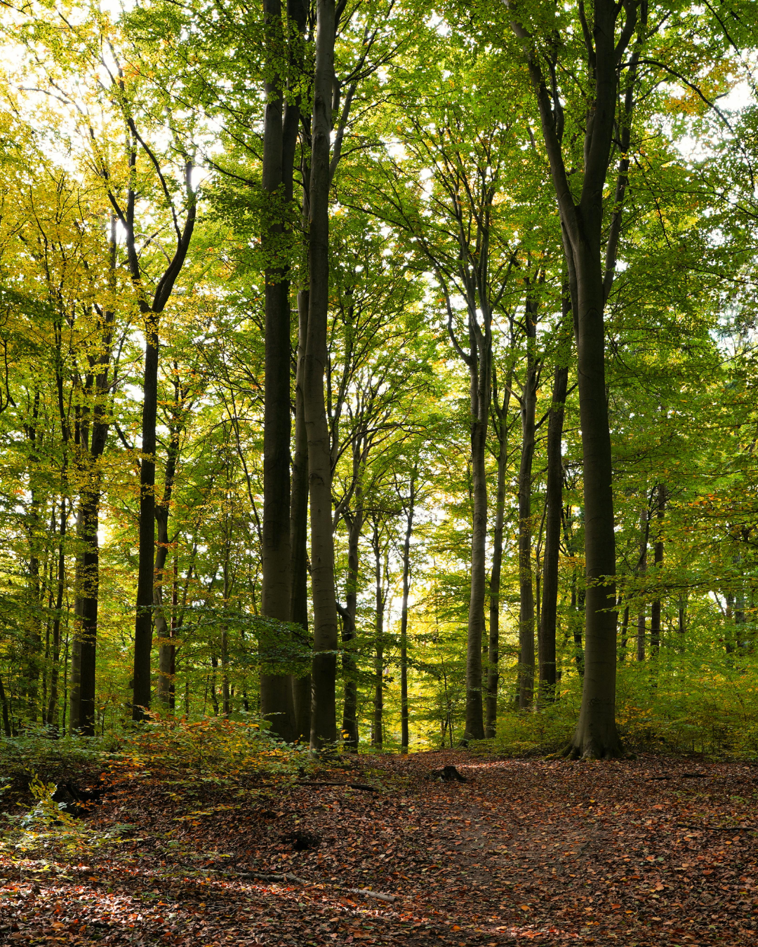 A forest scene with tall trees and a dirt path covered in fallen leaves, with sunlight filtering through the green and yellow foliage.