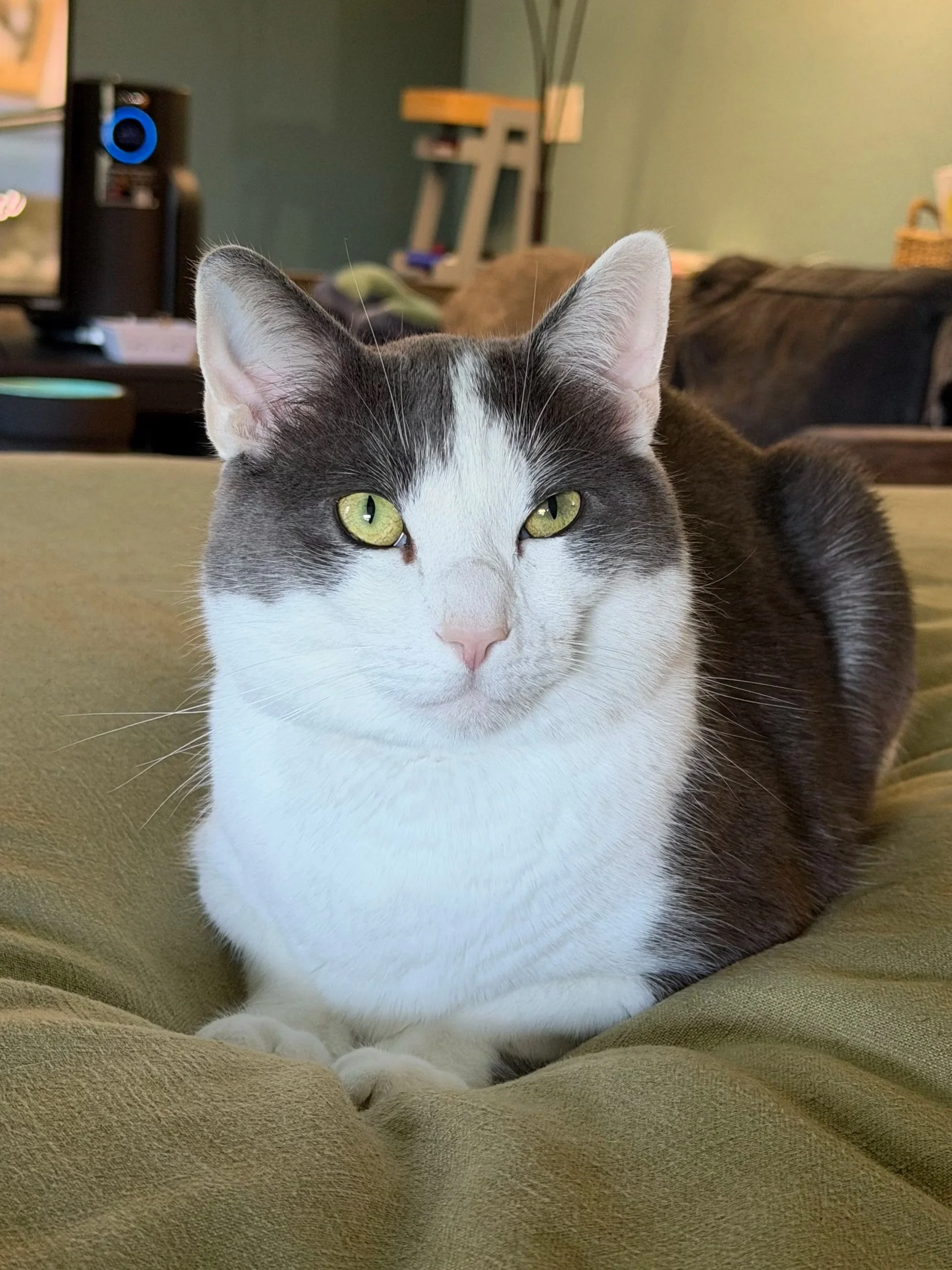 Gray and white cat lying on a beige surface, looking directly at the camera with yellow eyes.