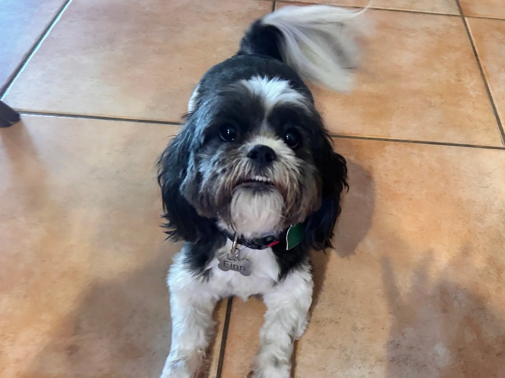 A small black and white dog with floppy ears, lying on a tiled floor, looking up at the camera, wearing a collar with a tag that says 'Finn'.