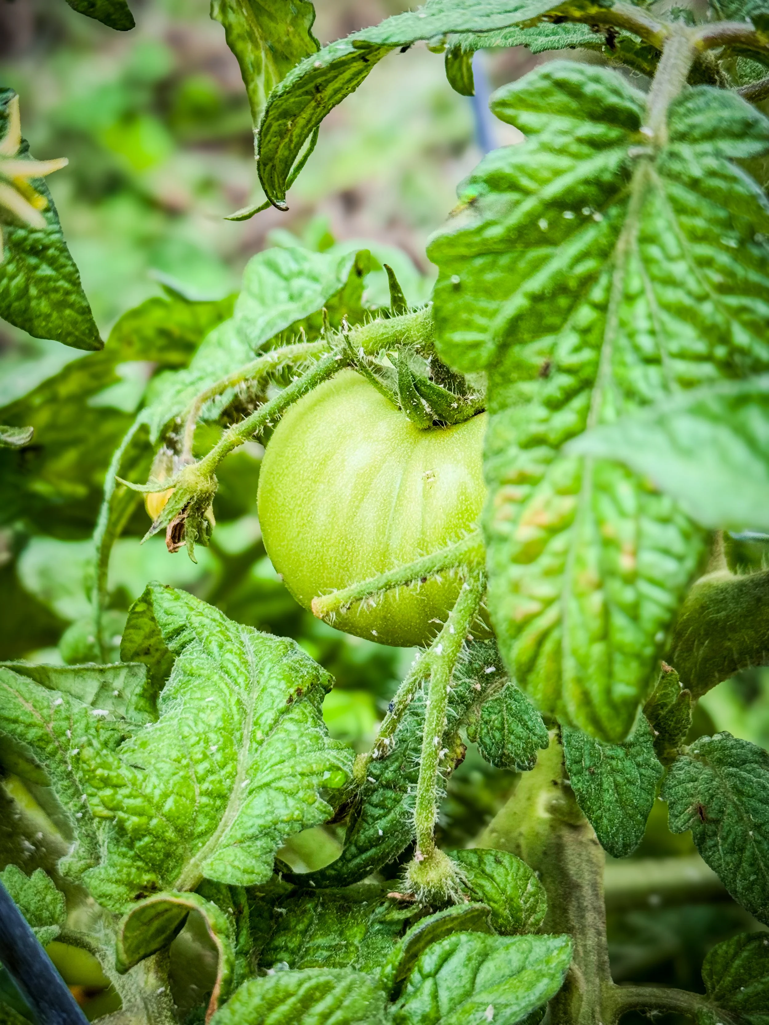 Tomatoes