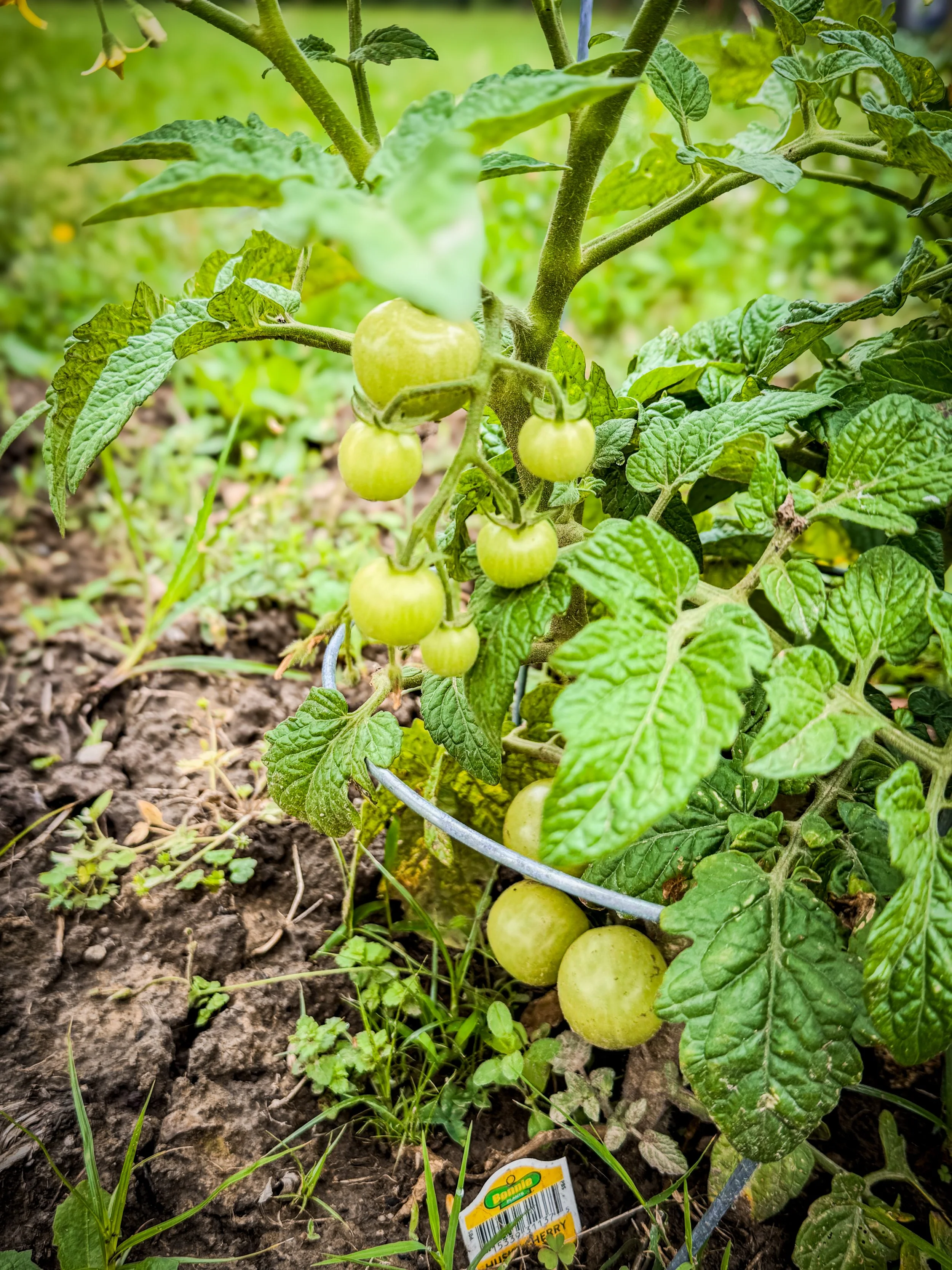 Tomatoes