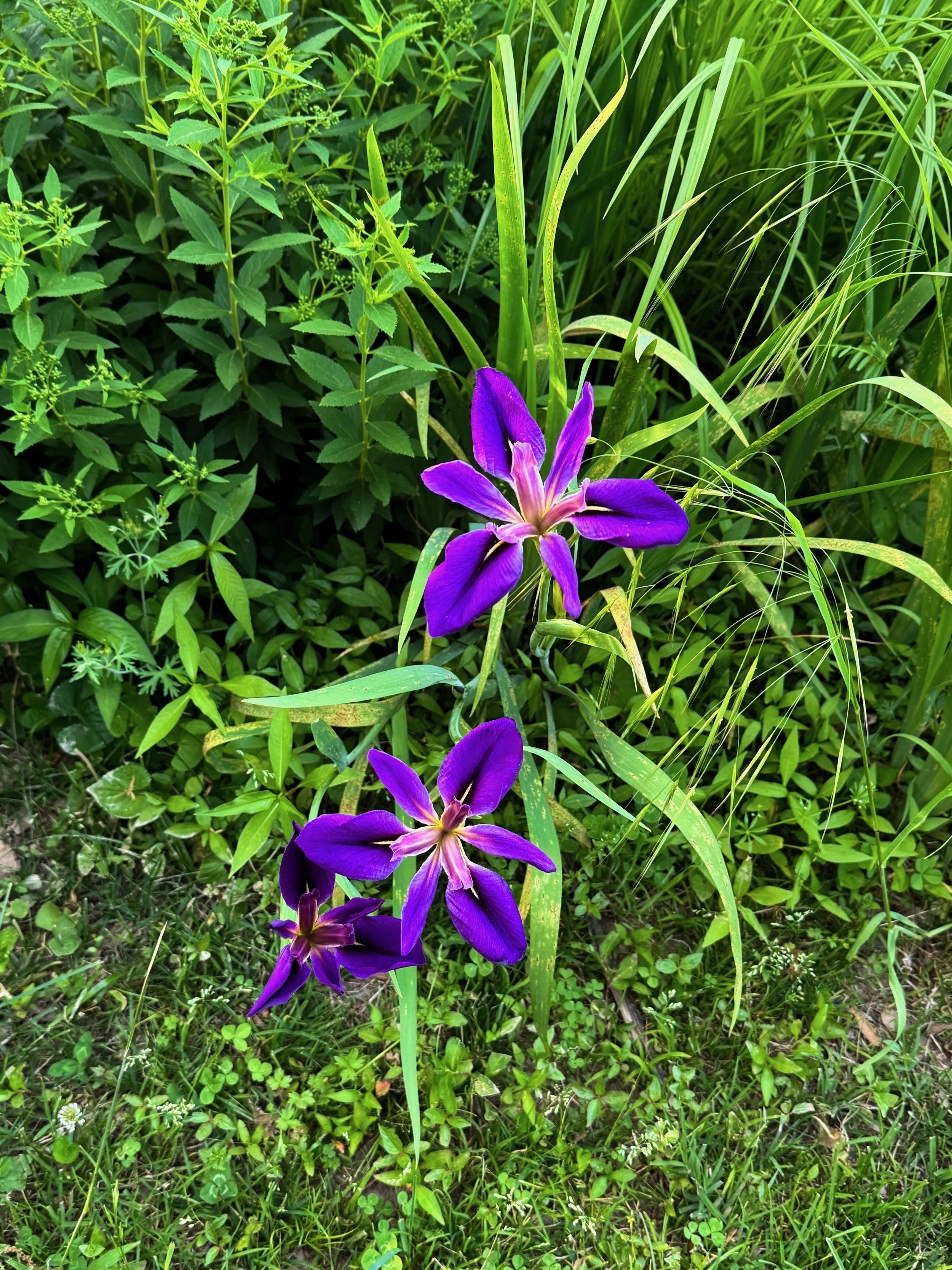 IMG_4186.jpeg