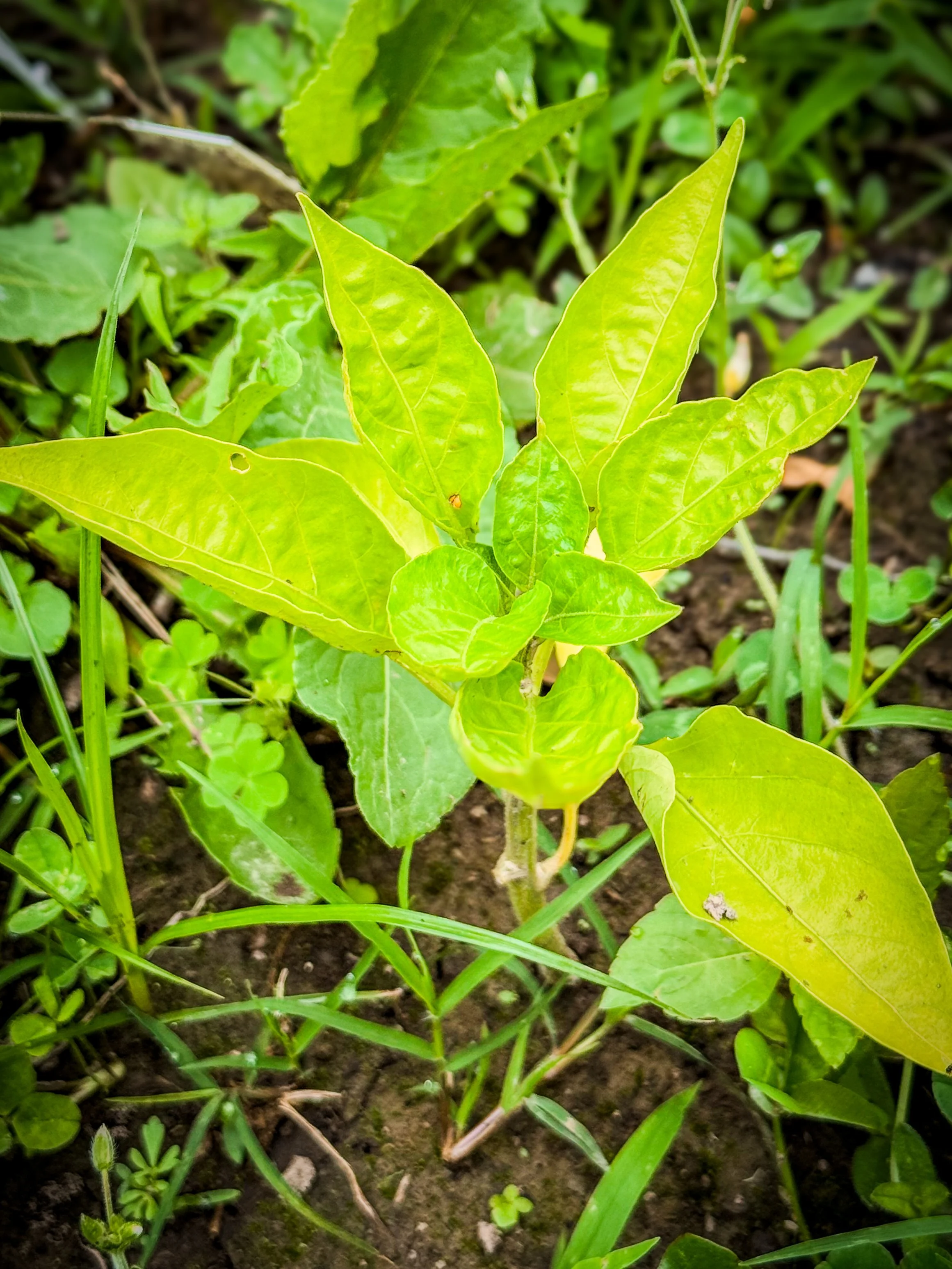 Peppers