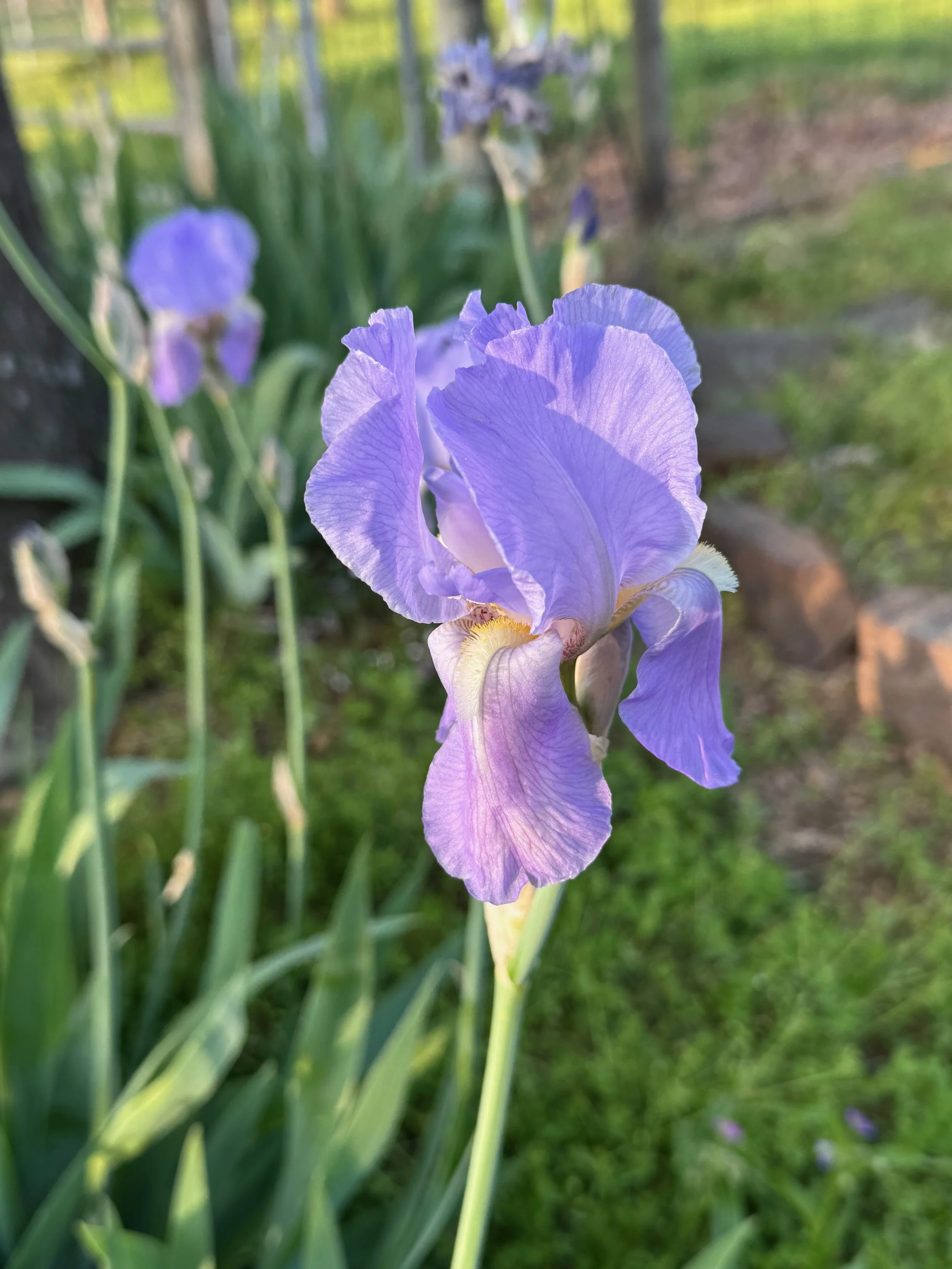 IMG_3854.jpeg