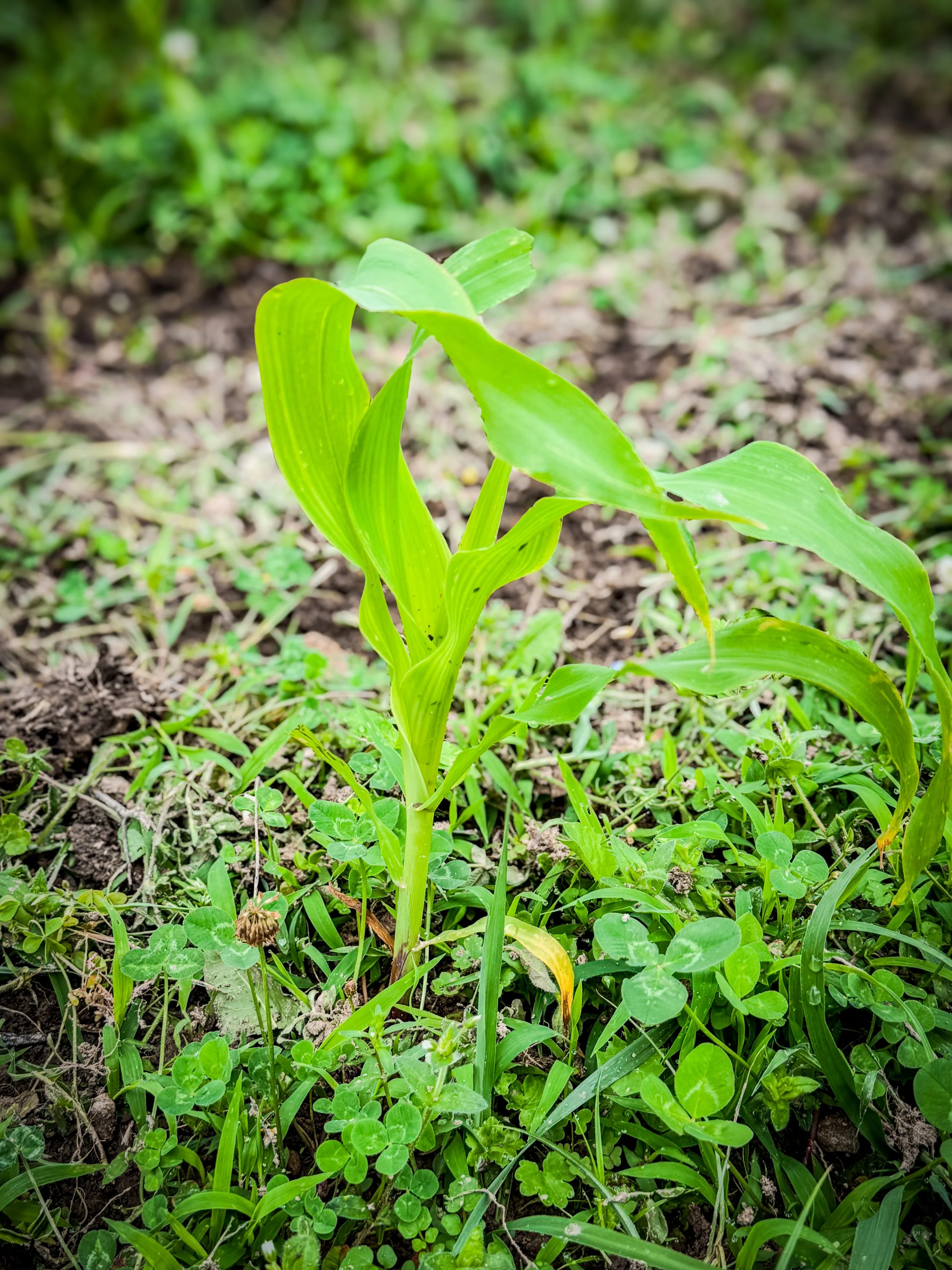 White Corn