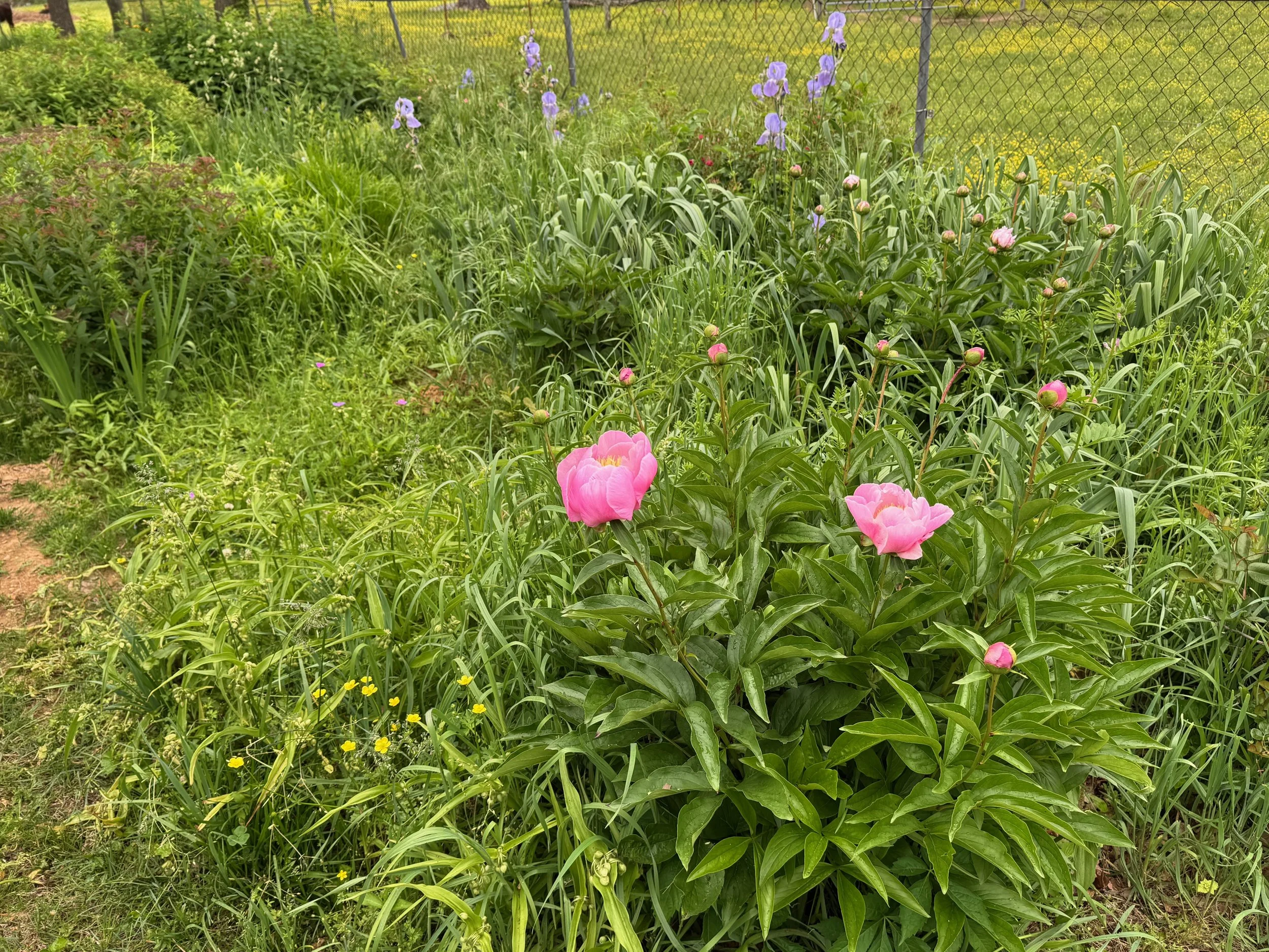 IMG_4077 (1).jpeg