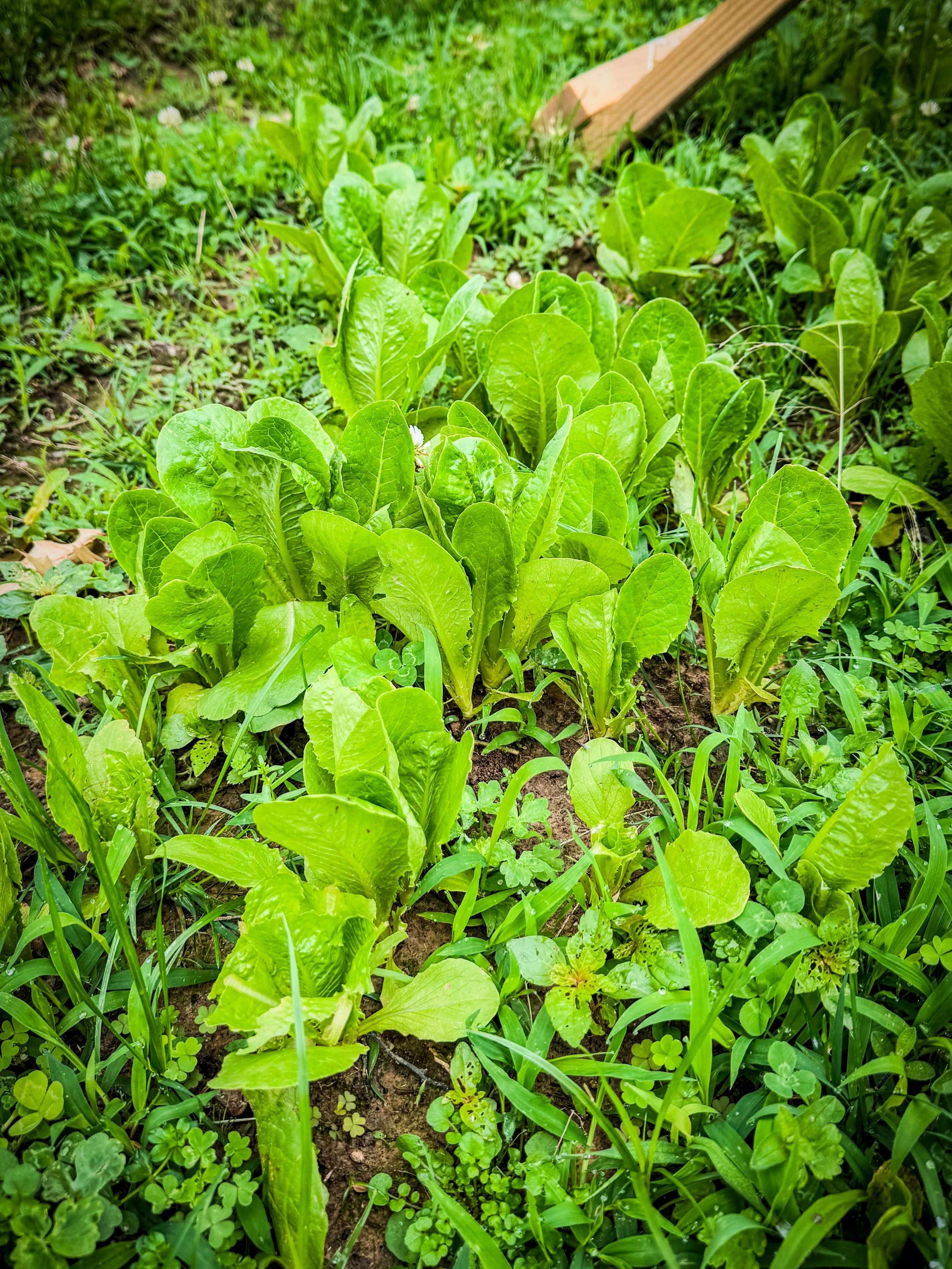 Lettuce