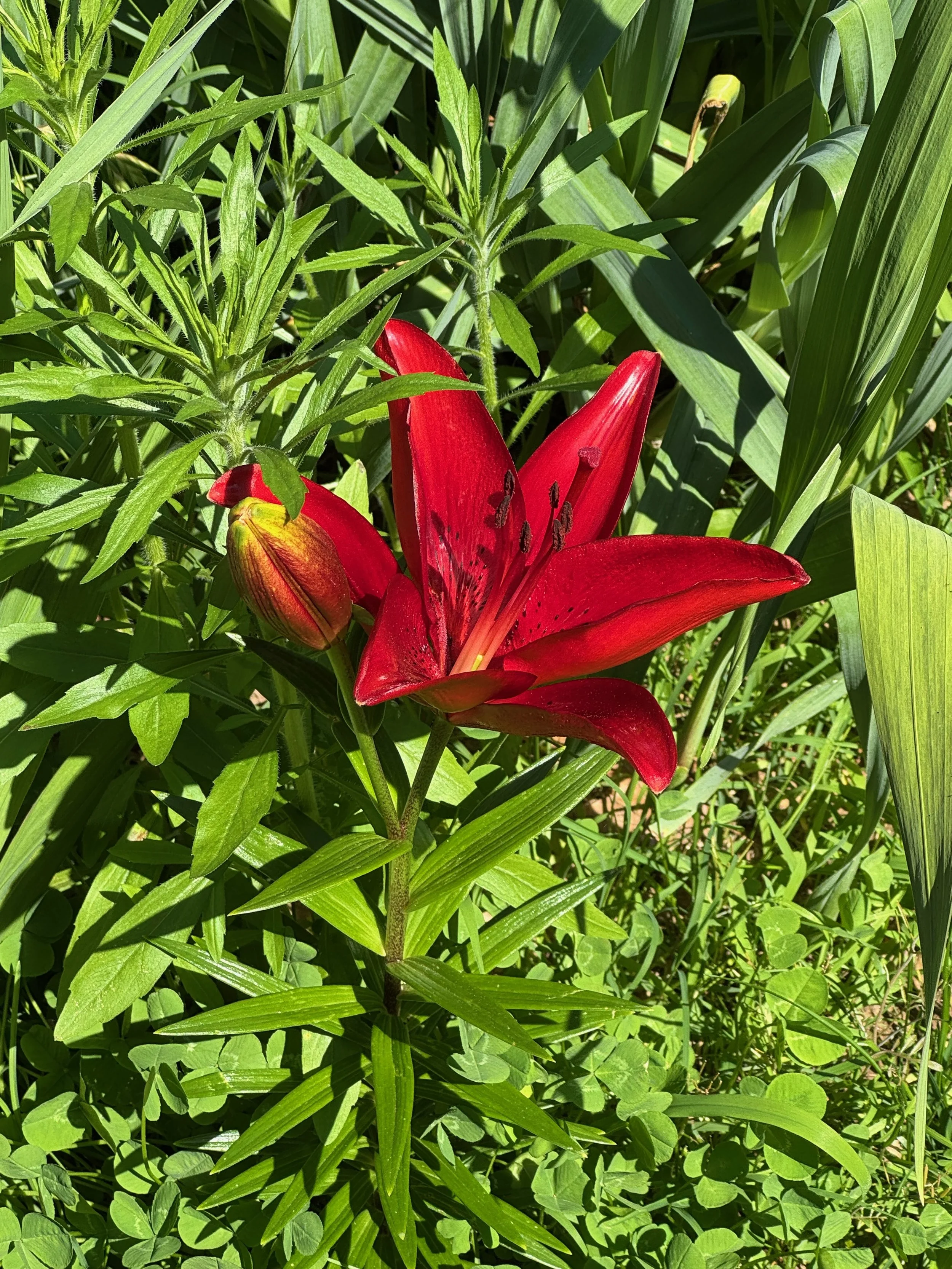 IMG_4132.jpeg