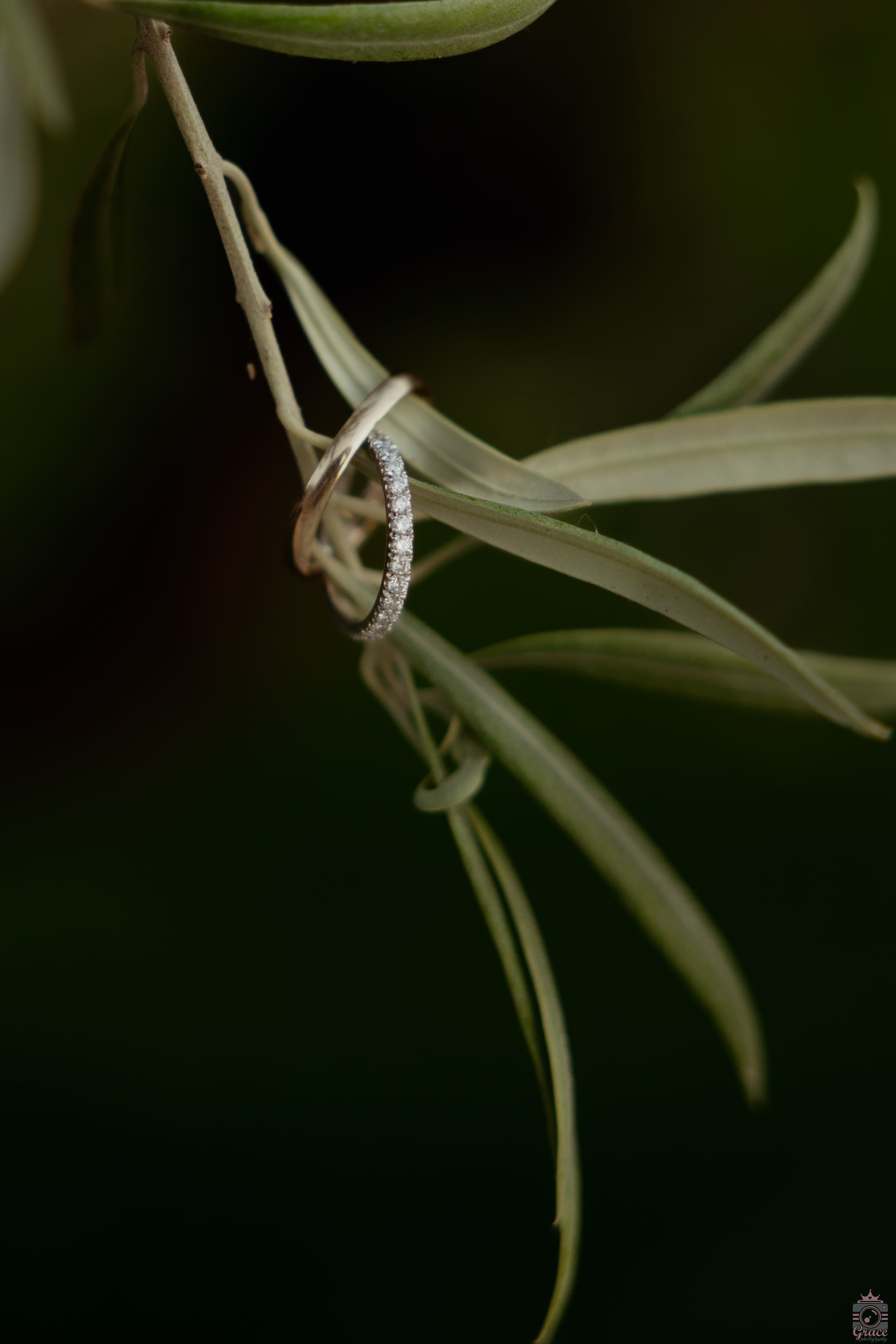 Deux bagues, une ornée de diamants, suspendues à une branche d'olivier.