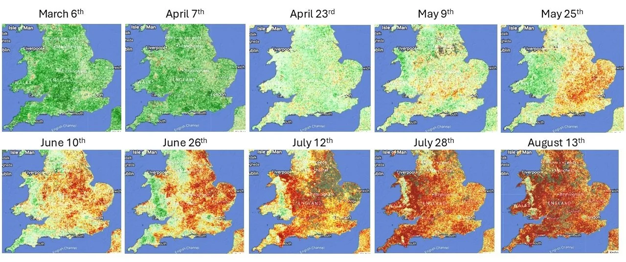 Impact of 2026 drought on vegetation from NVDI analysis