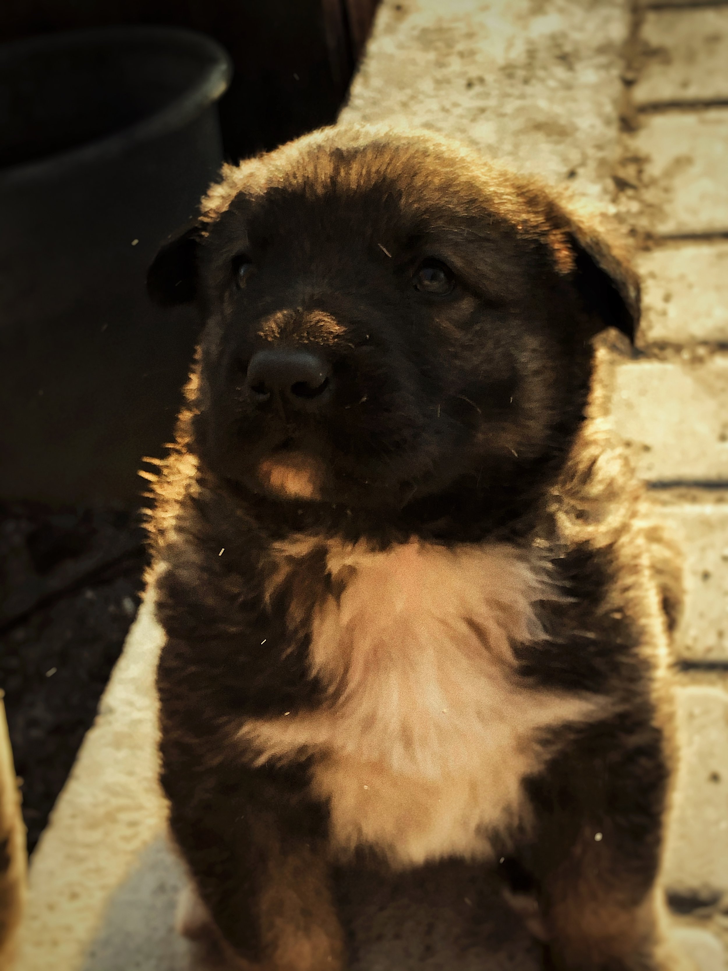 A fluffy black and brown puppy sitting outdoors near a brick wall and a black pot.
