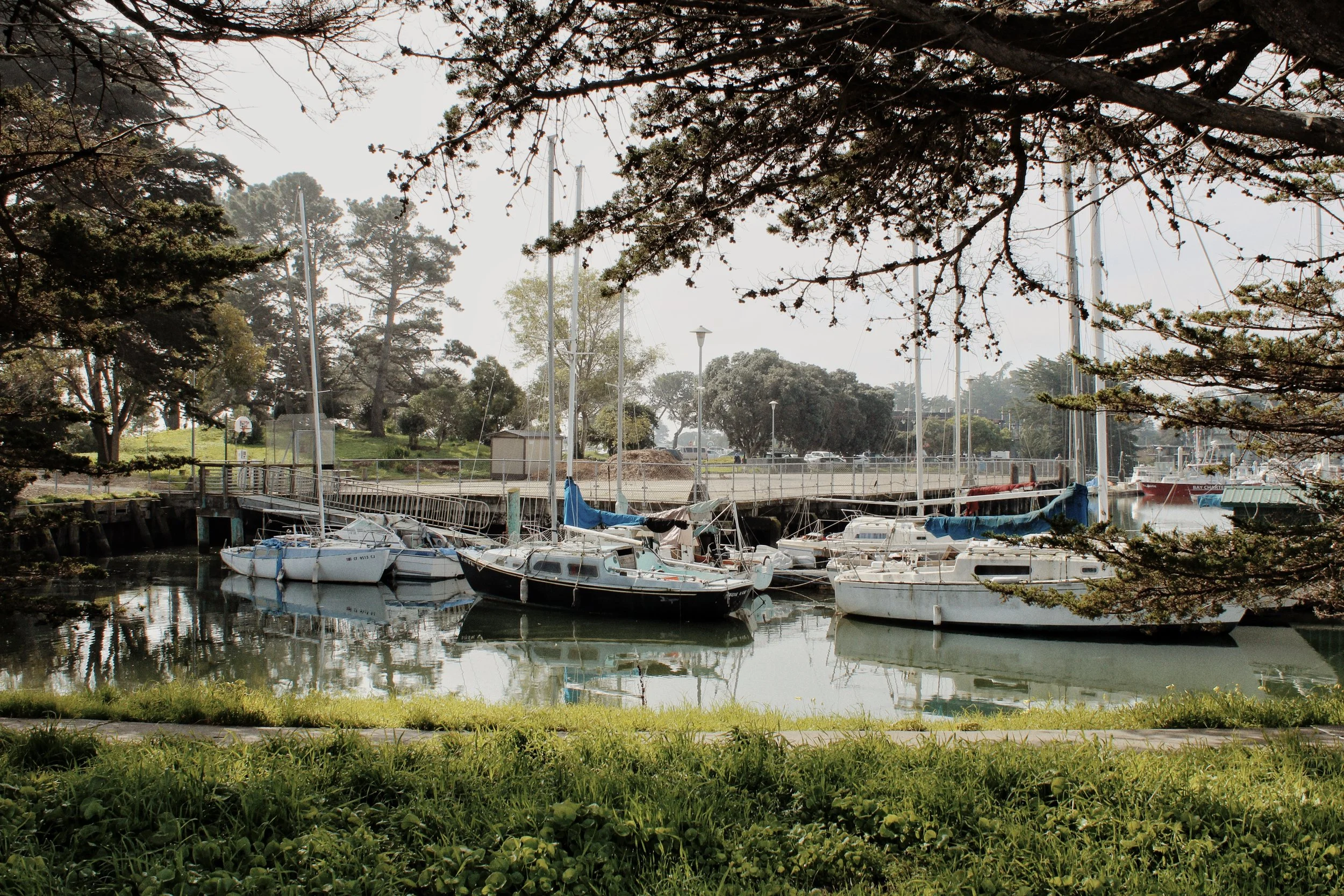 Several sailboats docked at a marina, viewed through tree branches and leaves.