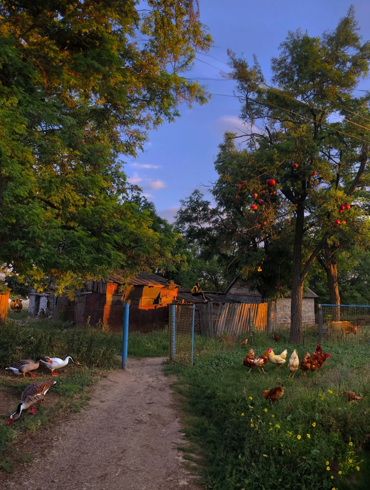 A rural farm scene at sunset with ducks and chickens on the dirt path, large leafy trees, a small wooden shed, and a person sitting on a roof in the background, with the sky showing a soft purple and blue hue.