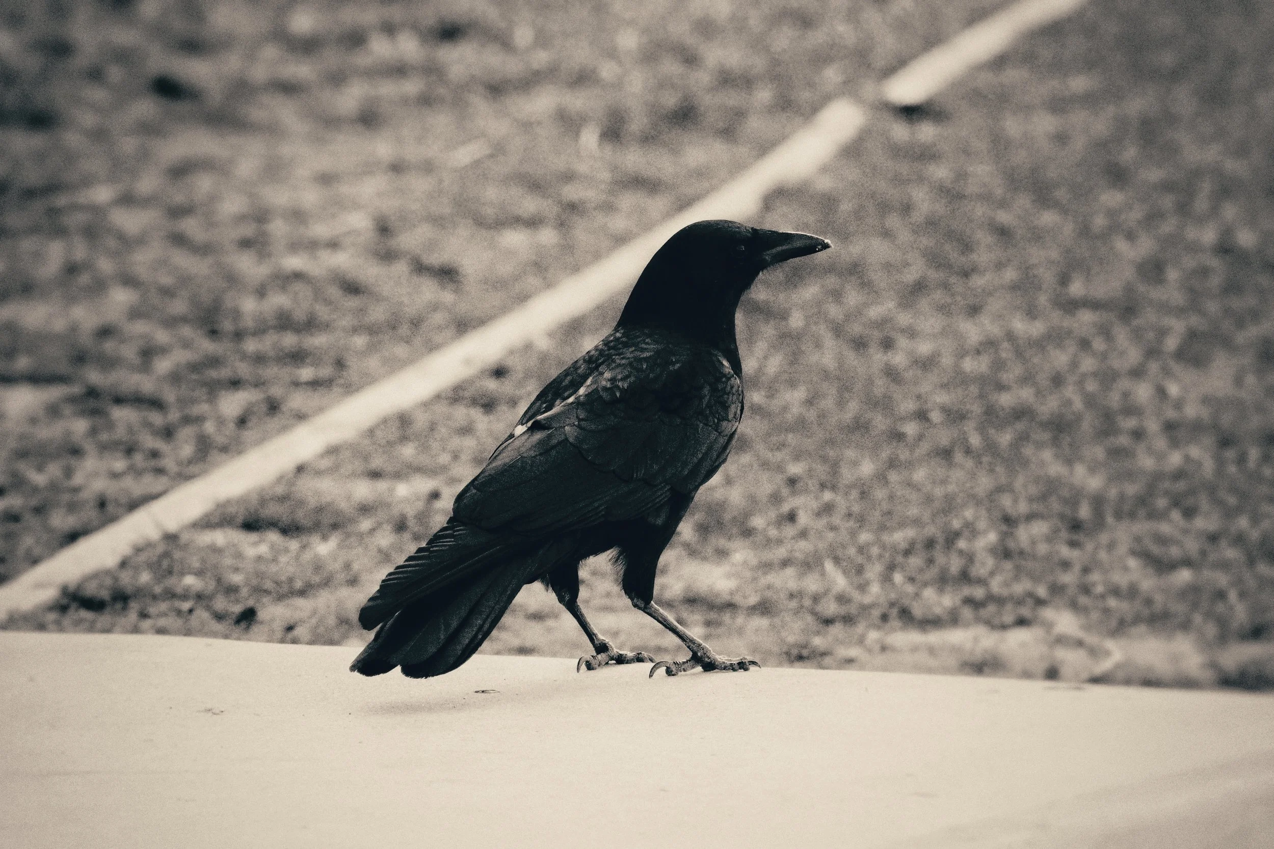 A black crow standing on a ledge beside a road with a white line marking the pavement, in black and white.