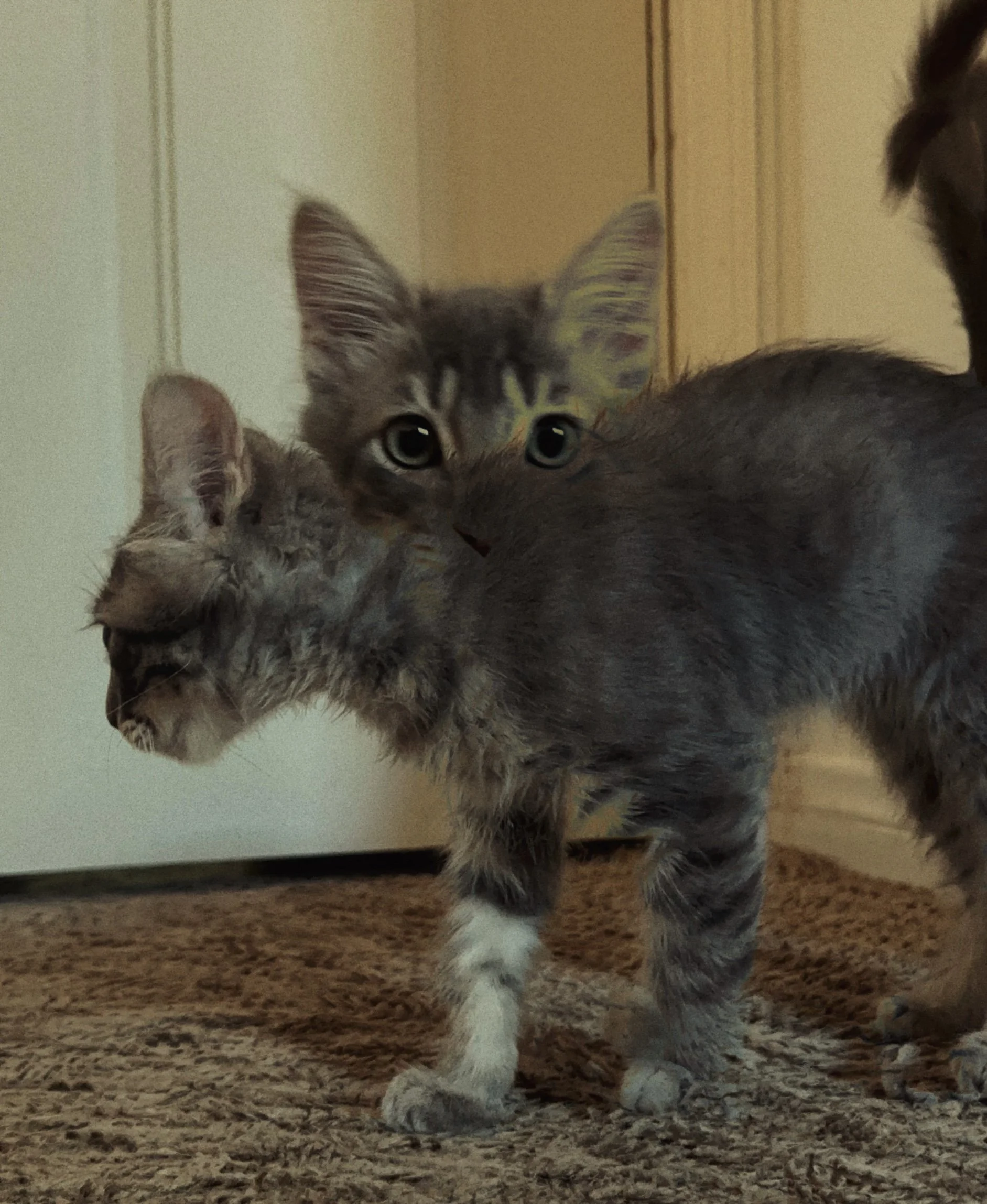 Two gray tabby kittens in a room with beige walls and carpet, one is facing downward while the other looks directly at the camera.