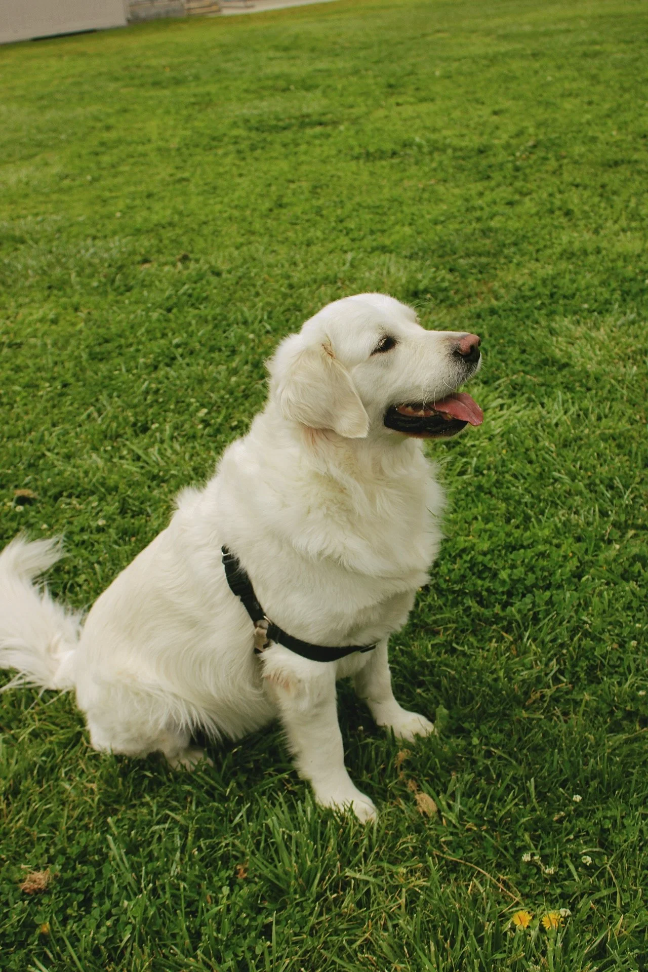 A smiling, white, long-haired dog sitting on lush green grass in an outdoor area.