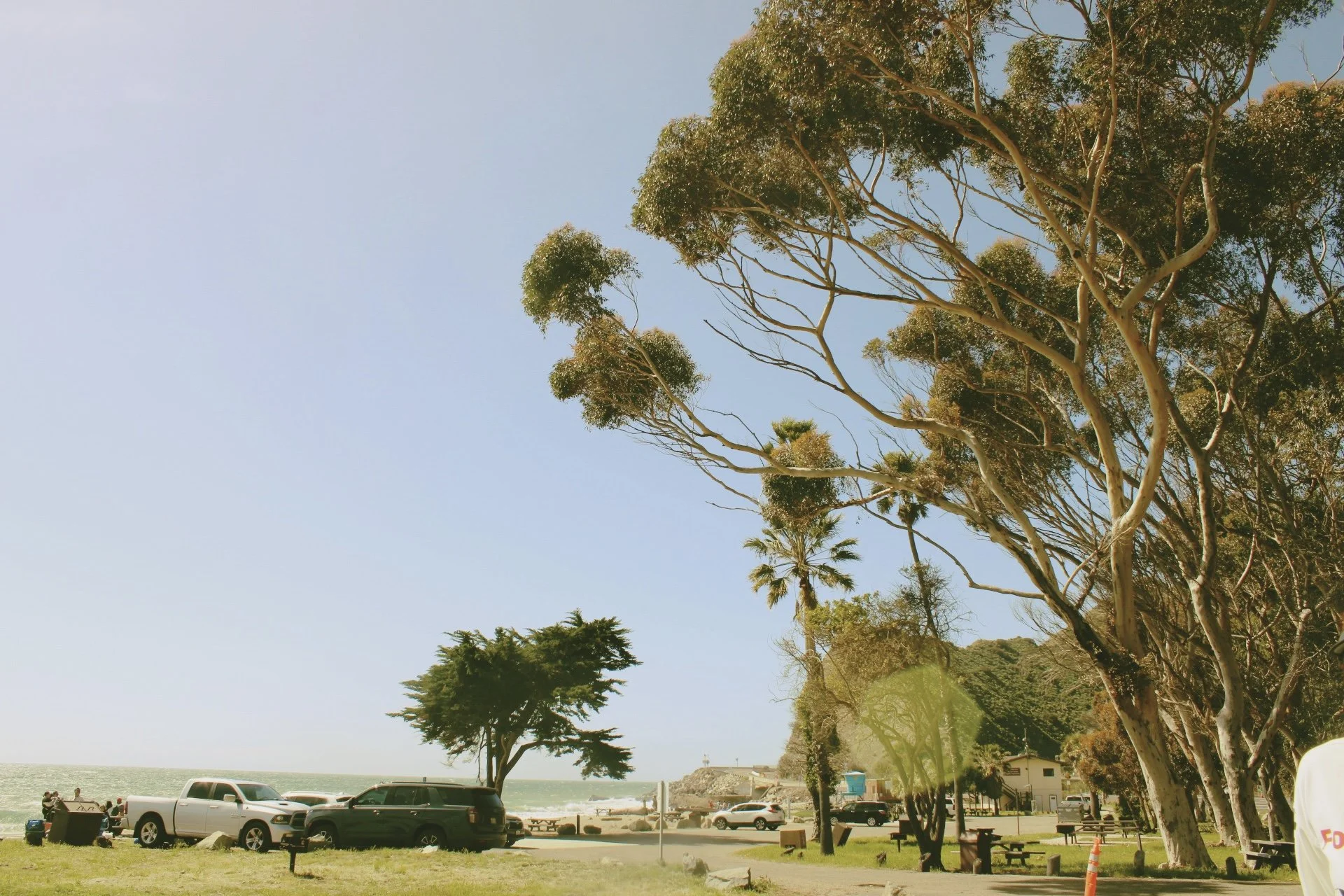 Park near the ocean with large trees, parked cars, and a few people sitting at a picnic table. The sky is clear with a few clouds, and the ocean is visible in the background.
