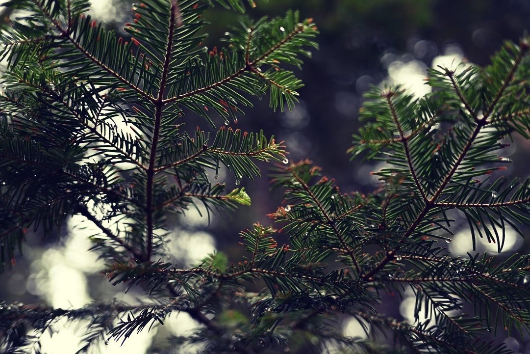 Close-up of evergreen tree branches with green needles and a blurred background.