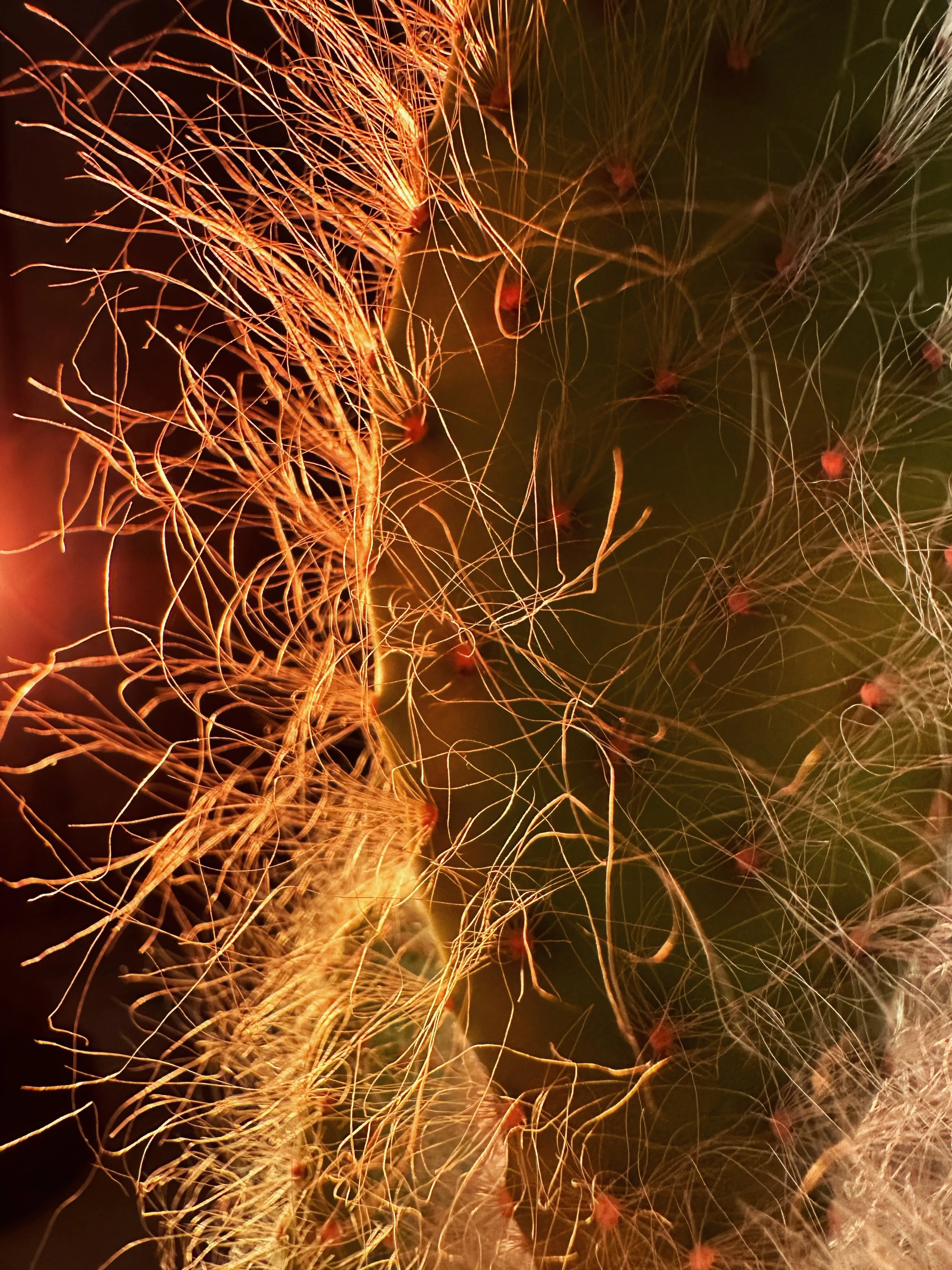 Close-up of fuzzy, thread-like structures with small red points, illuminated with warm light, against a dark background.