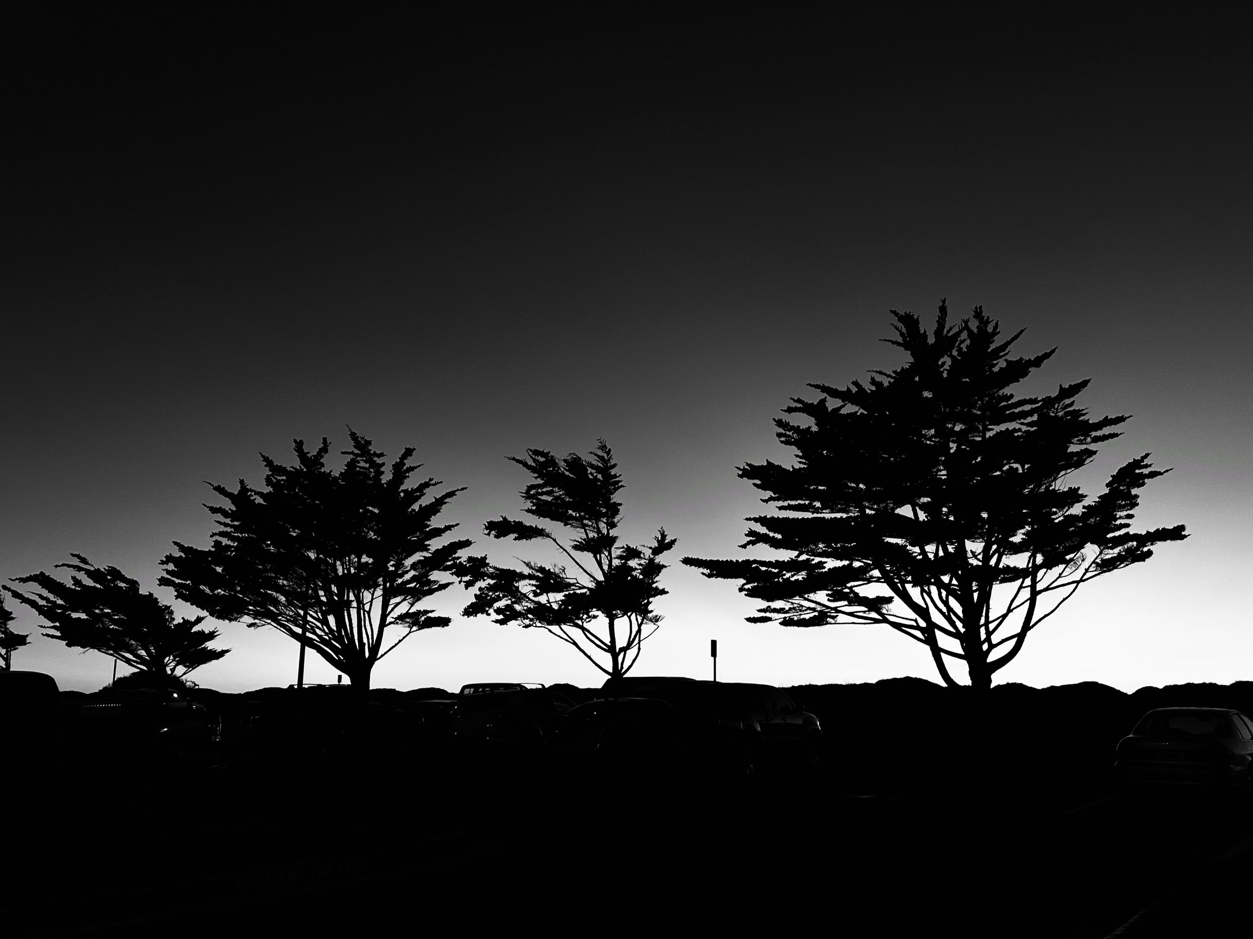 Silhouettes of trees against a gradient sky, with parked cars at the bottom.