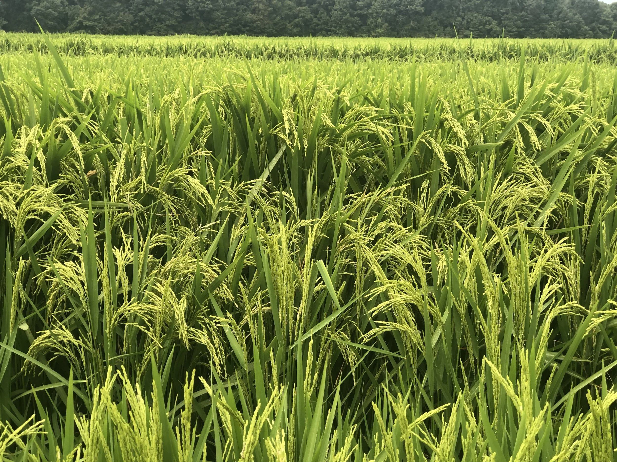 A lush green rice field with tall rice plants and a forest in the background.