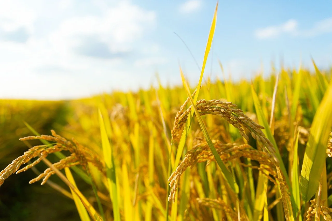 Close-up of ripening rice grains in a sunny field under a partly cloudy sky.