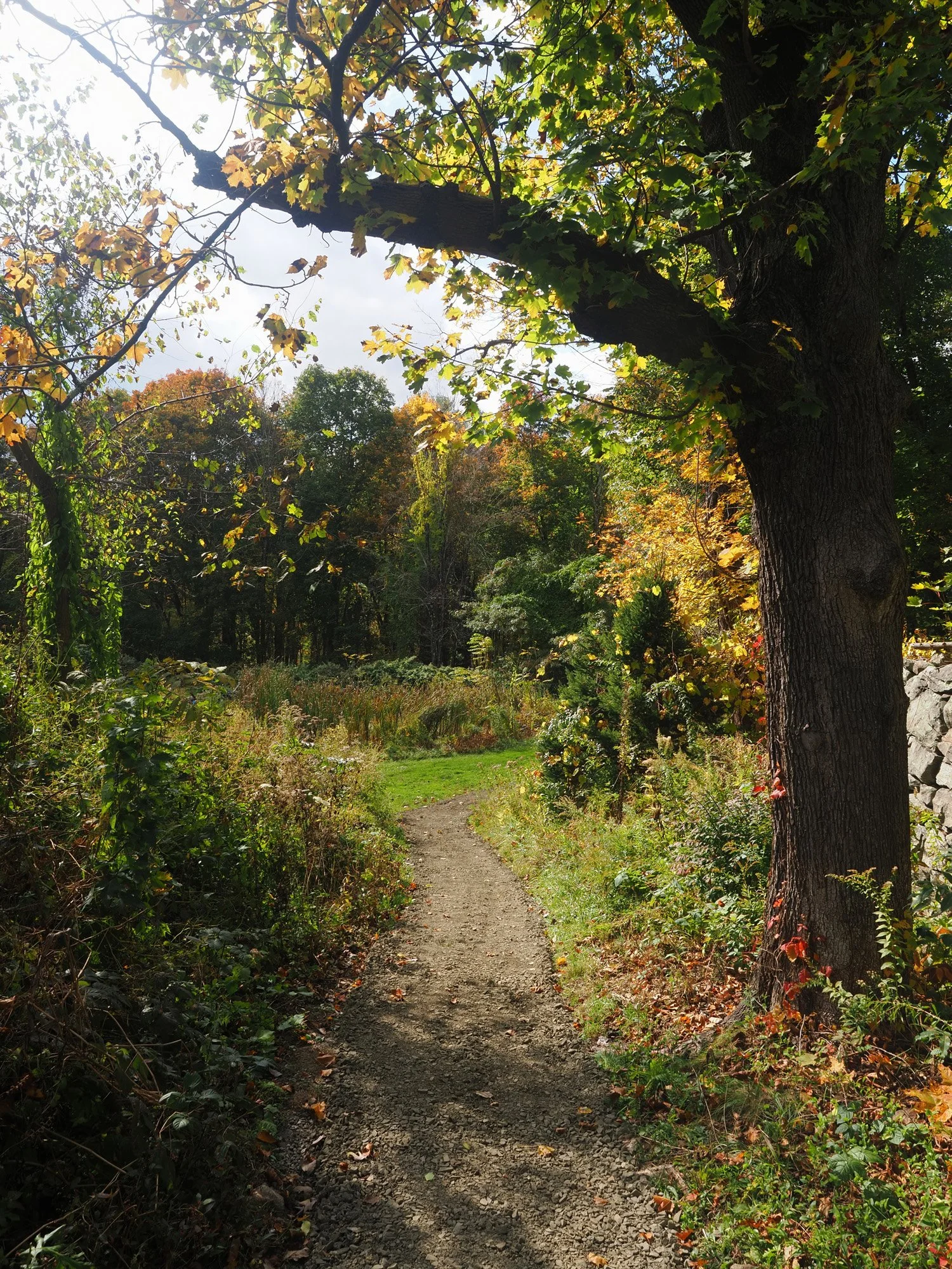 xx200_pond-path to trails.jpg