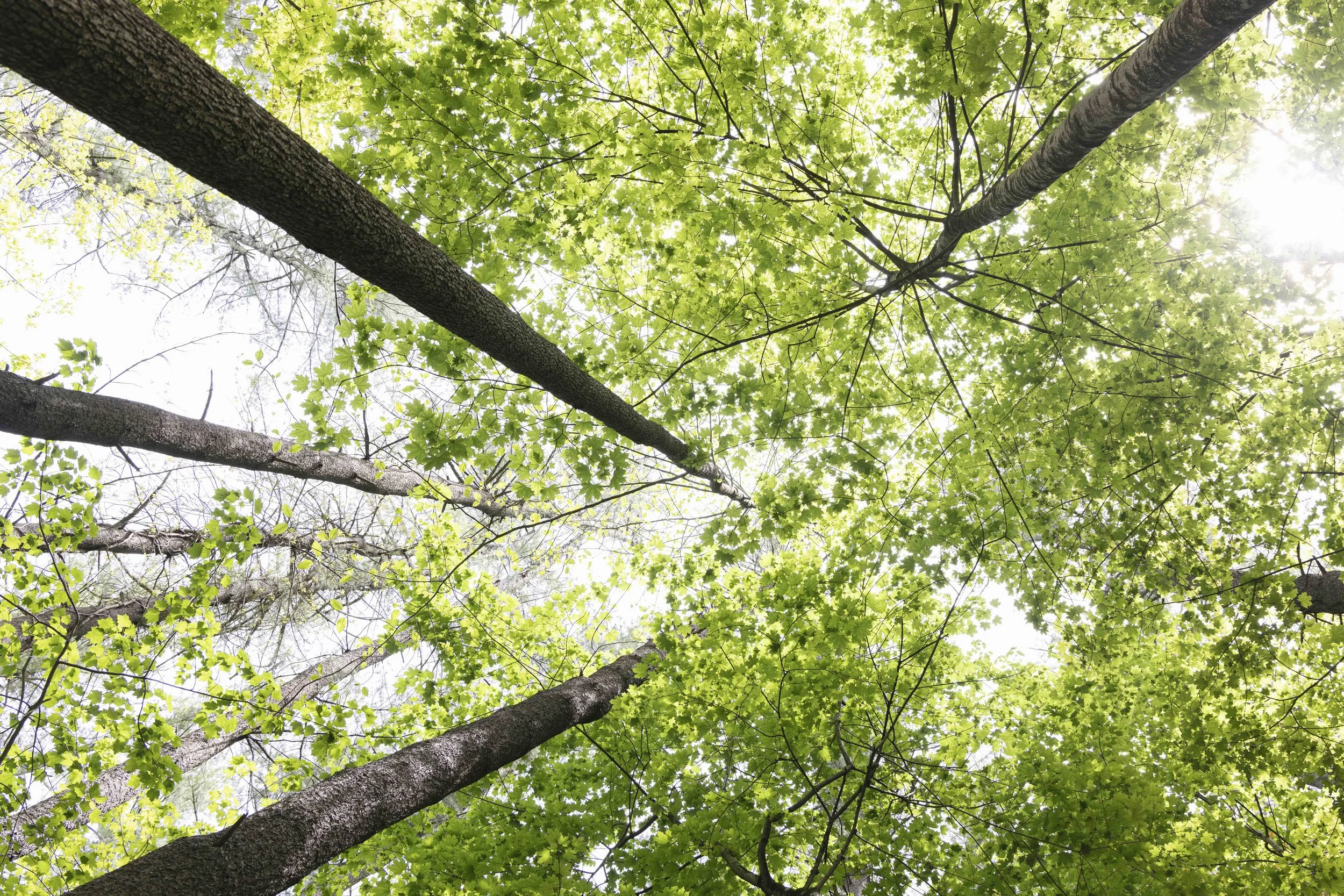 retreats_trails-looking up_RSF250513_0122.jpg