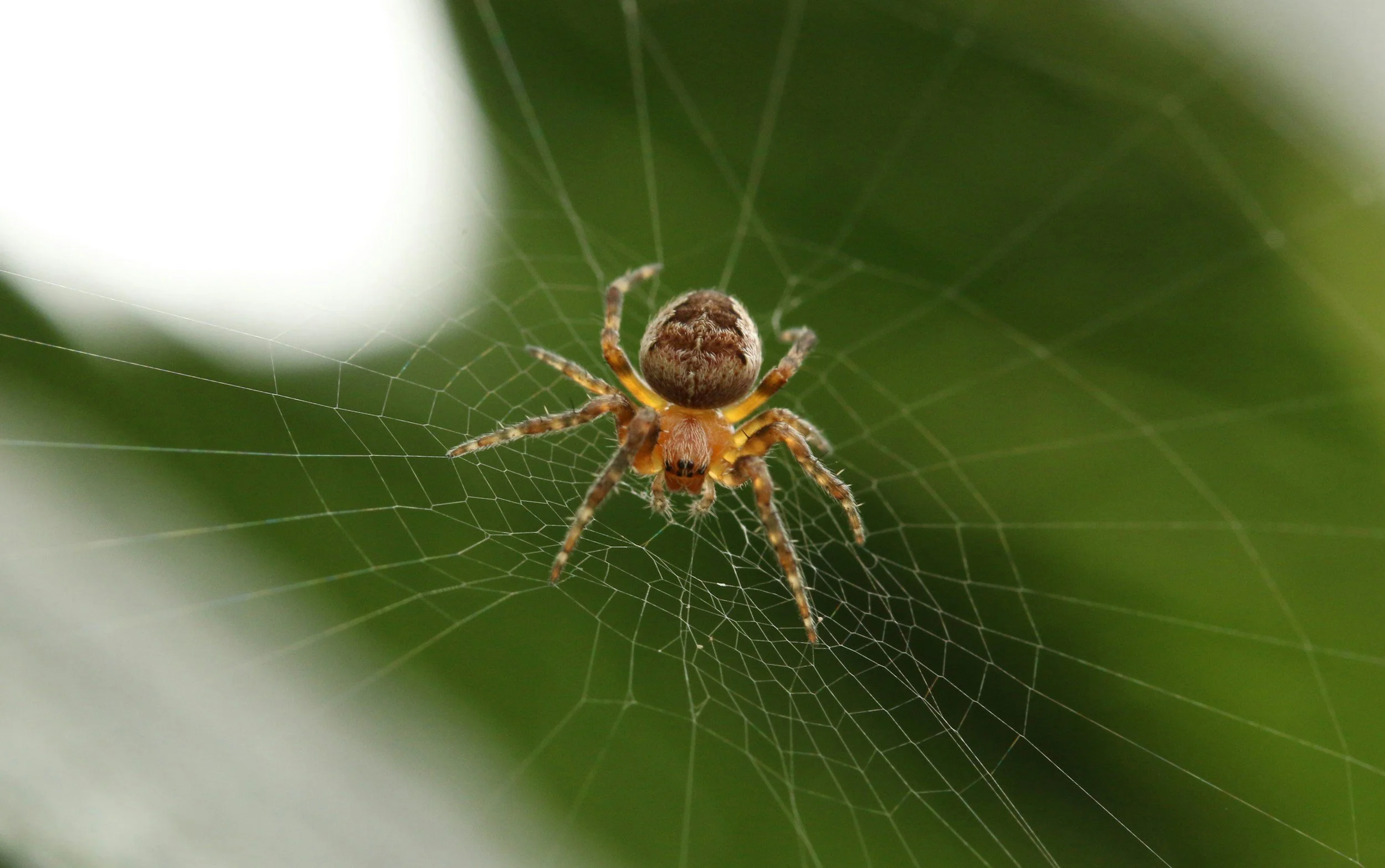 Spider infestation
