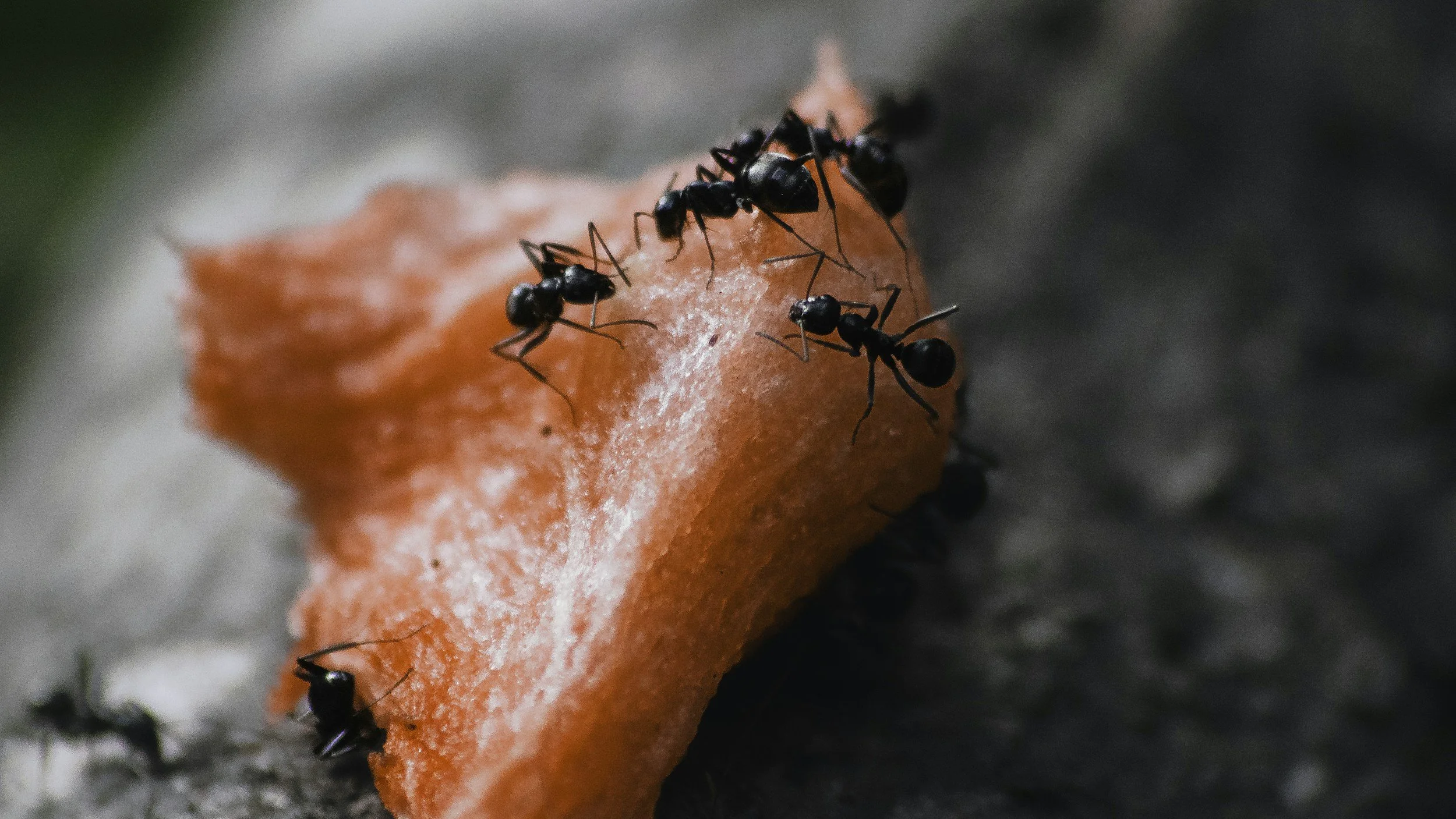 Ant Problems