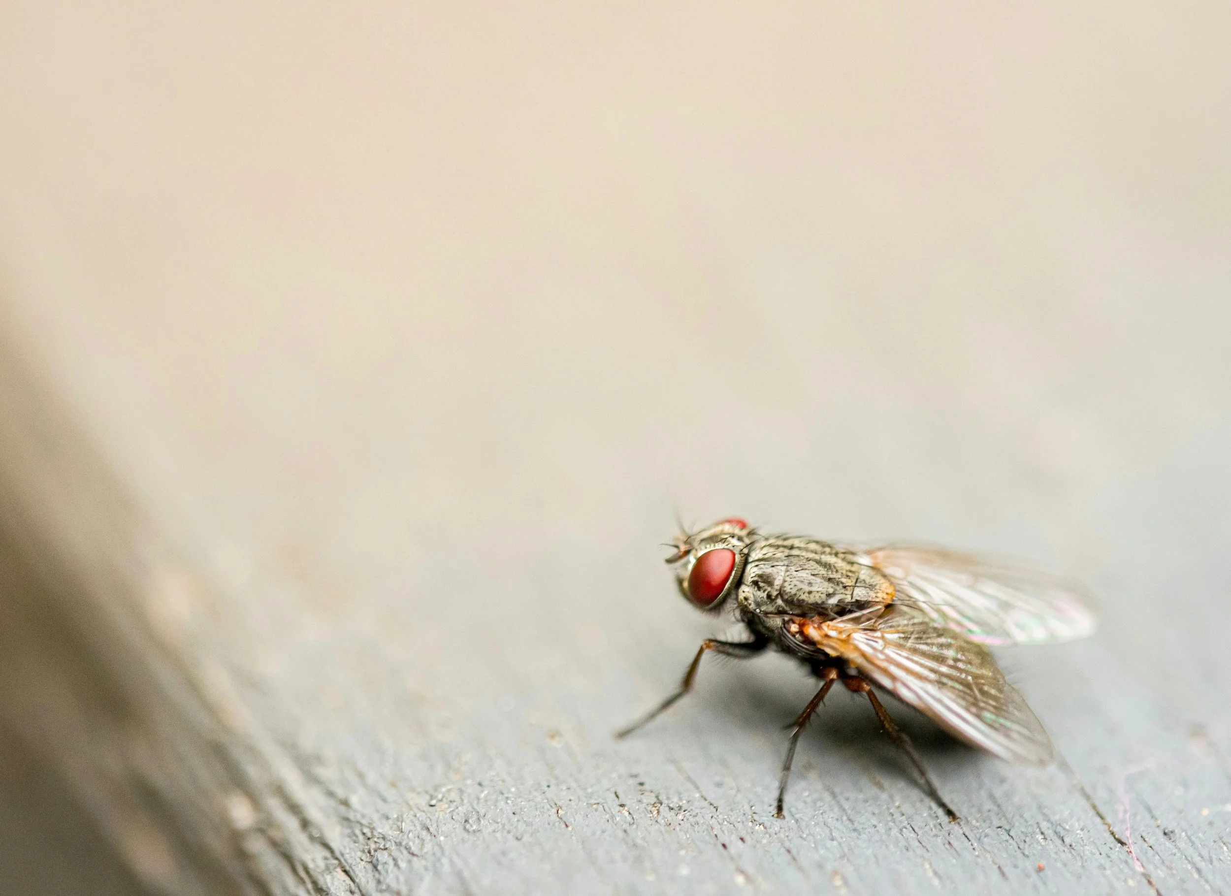 Flies and other pests.