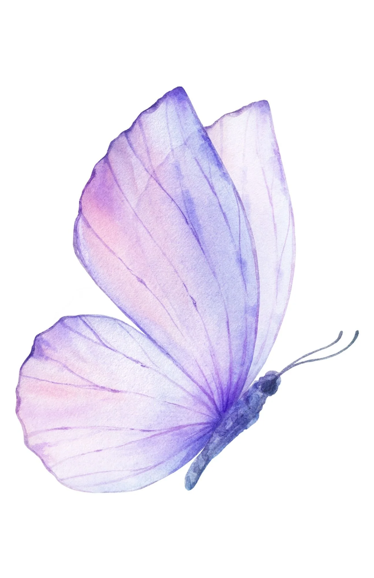 Watercolor painting of a purple butterfly with delicate wings against a white background.