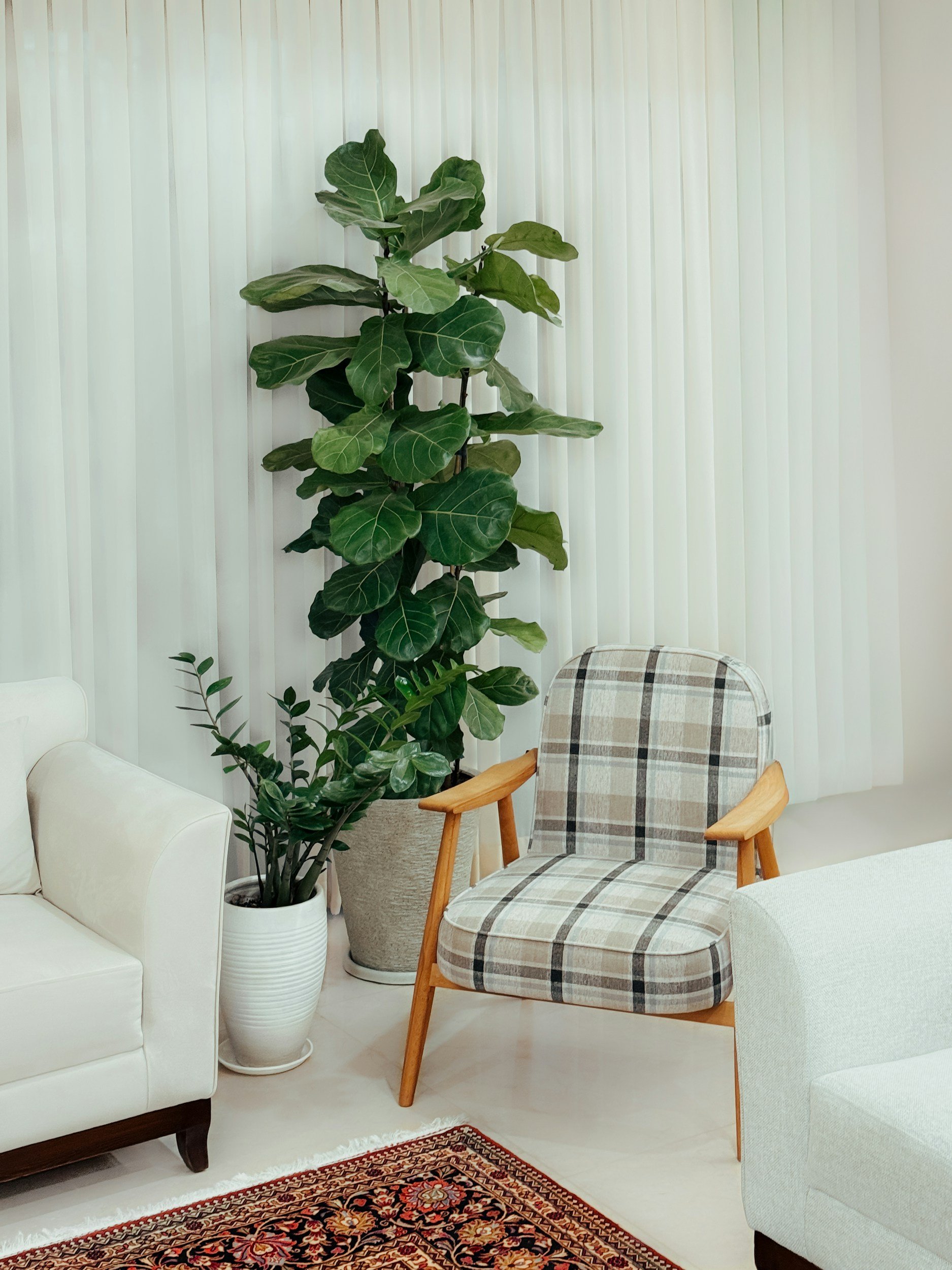A living room with white curtains, a large fiddle leaf fig plant in a gray pot, a smaller plant in a white pot, a plaid armchair with wooden arms, a white sofa, and a patterned rug.