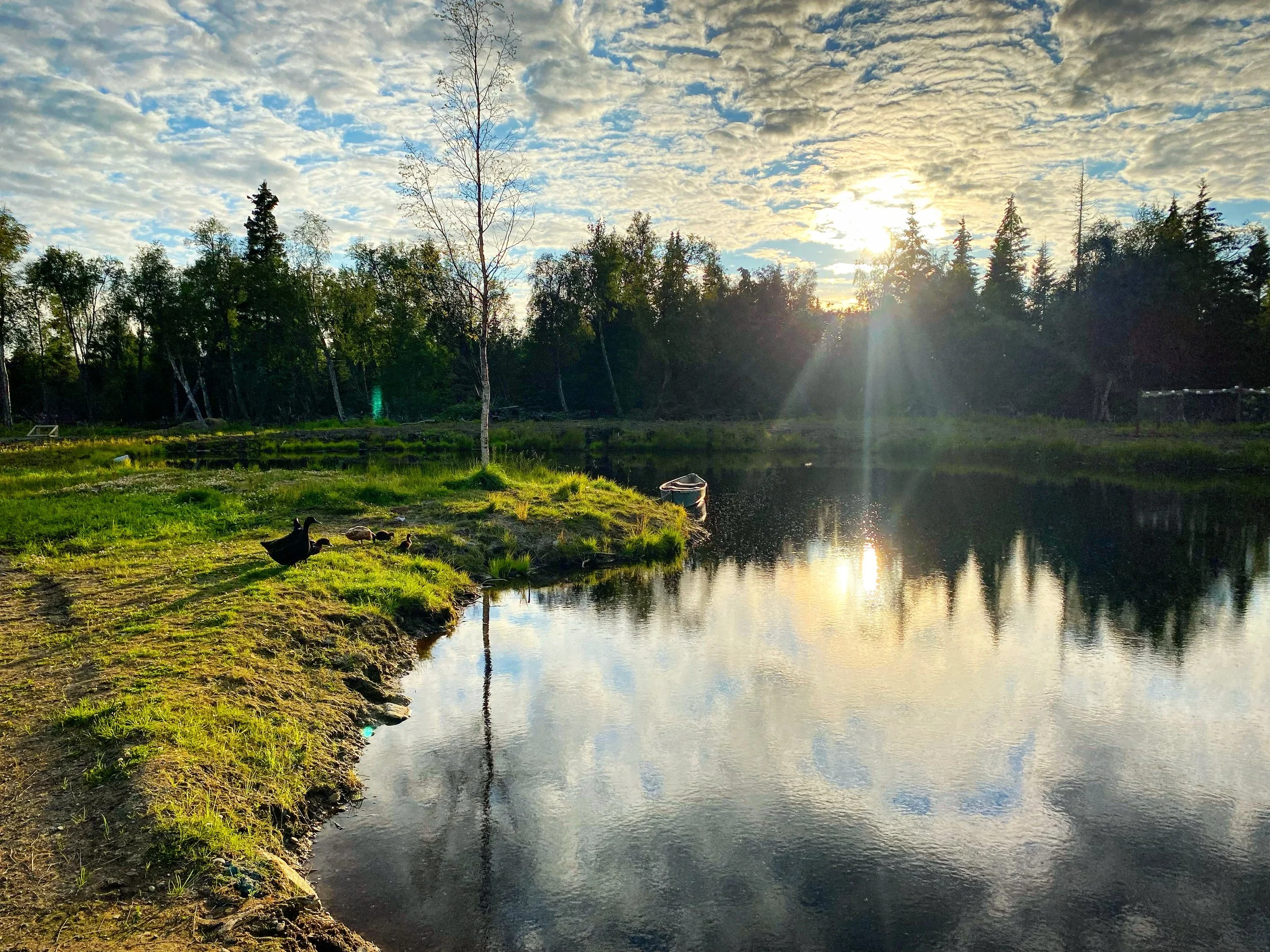 A tranquil pond scene at sunrise with ducks by the water's edge, surrounded by green grass and tall trees, with a partly cloudy sky reflecting on the water.