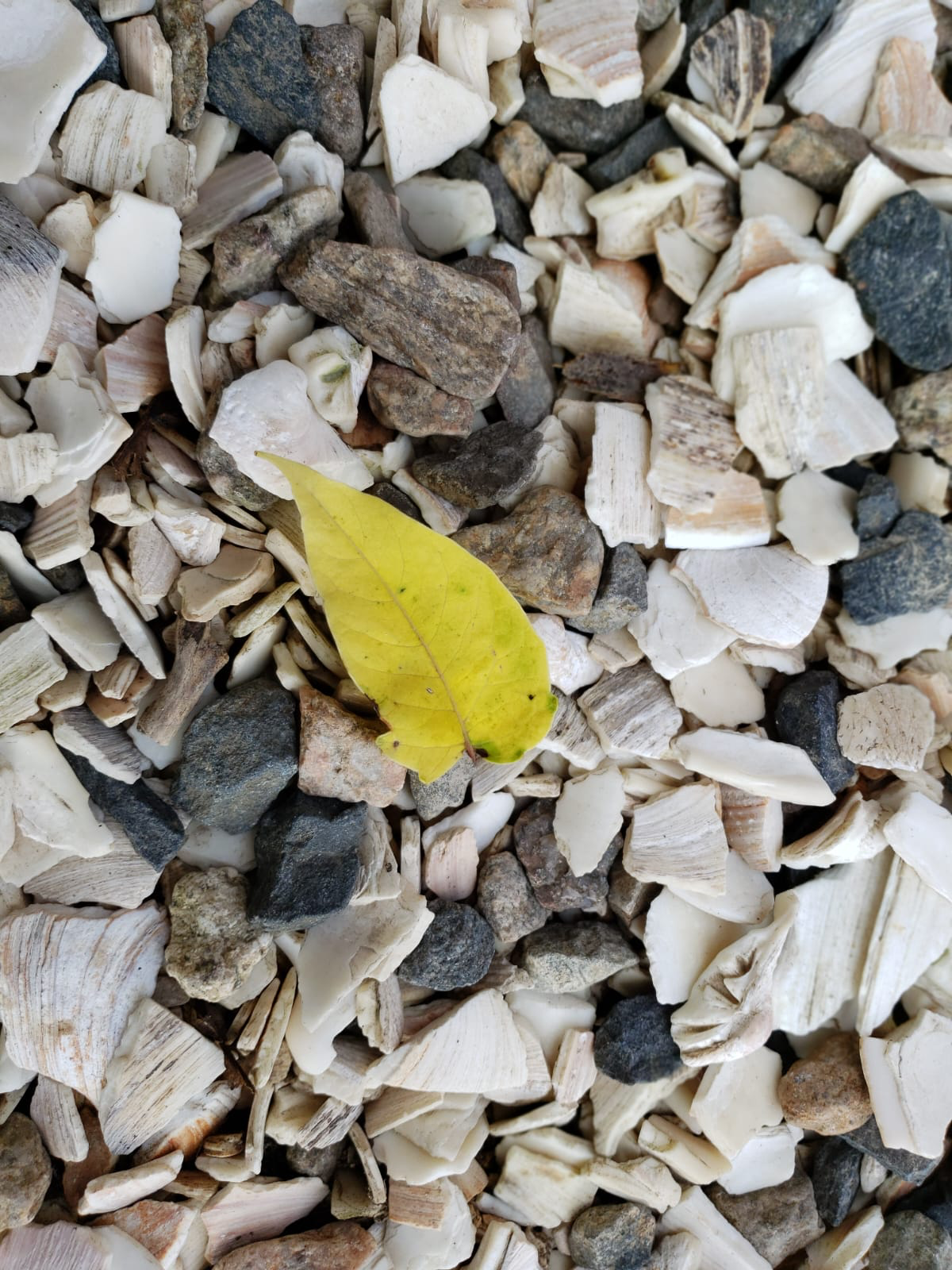 Understanding Out-of-Network Care