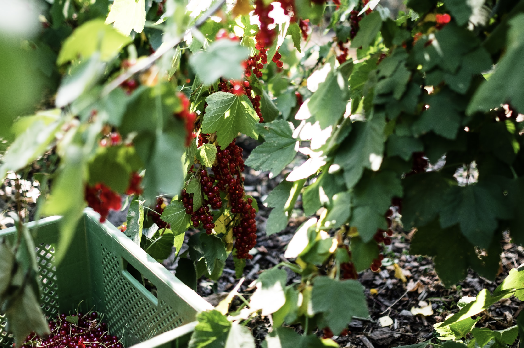 Rote Johannisbeeren wachsen an einem Strauch in einem Garten, einige Beeren sind geerntet und in einem grünen Korb. Die Blätter sind grün und die Sonnenlicht fällt auf die Beeren.