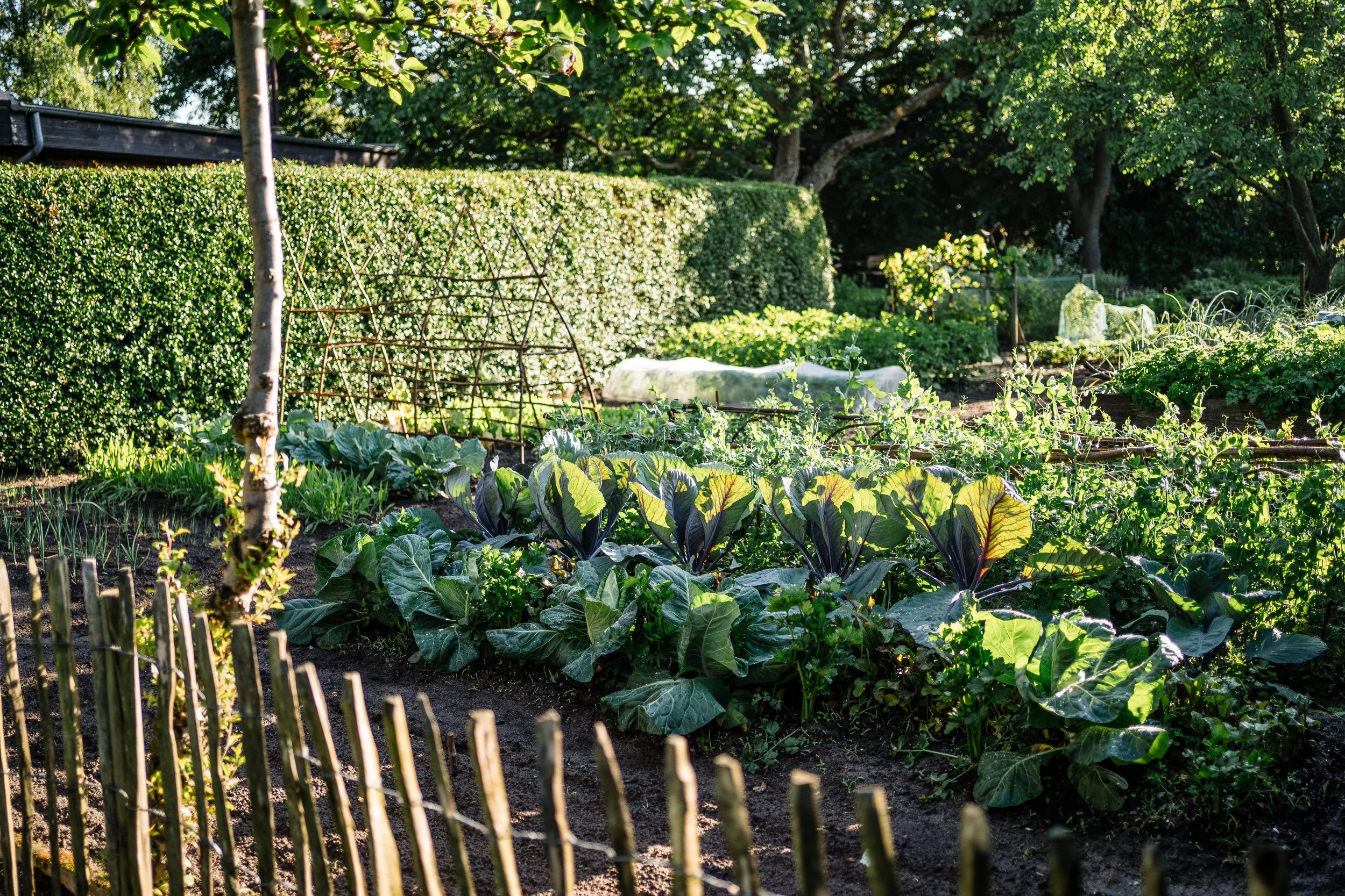 Gemüsegarten mit verschiedenen Salaten und Pflanzen, umgeben von einem kleinen Zaun und Büschen im Hintergrund, sonniger Tag.
