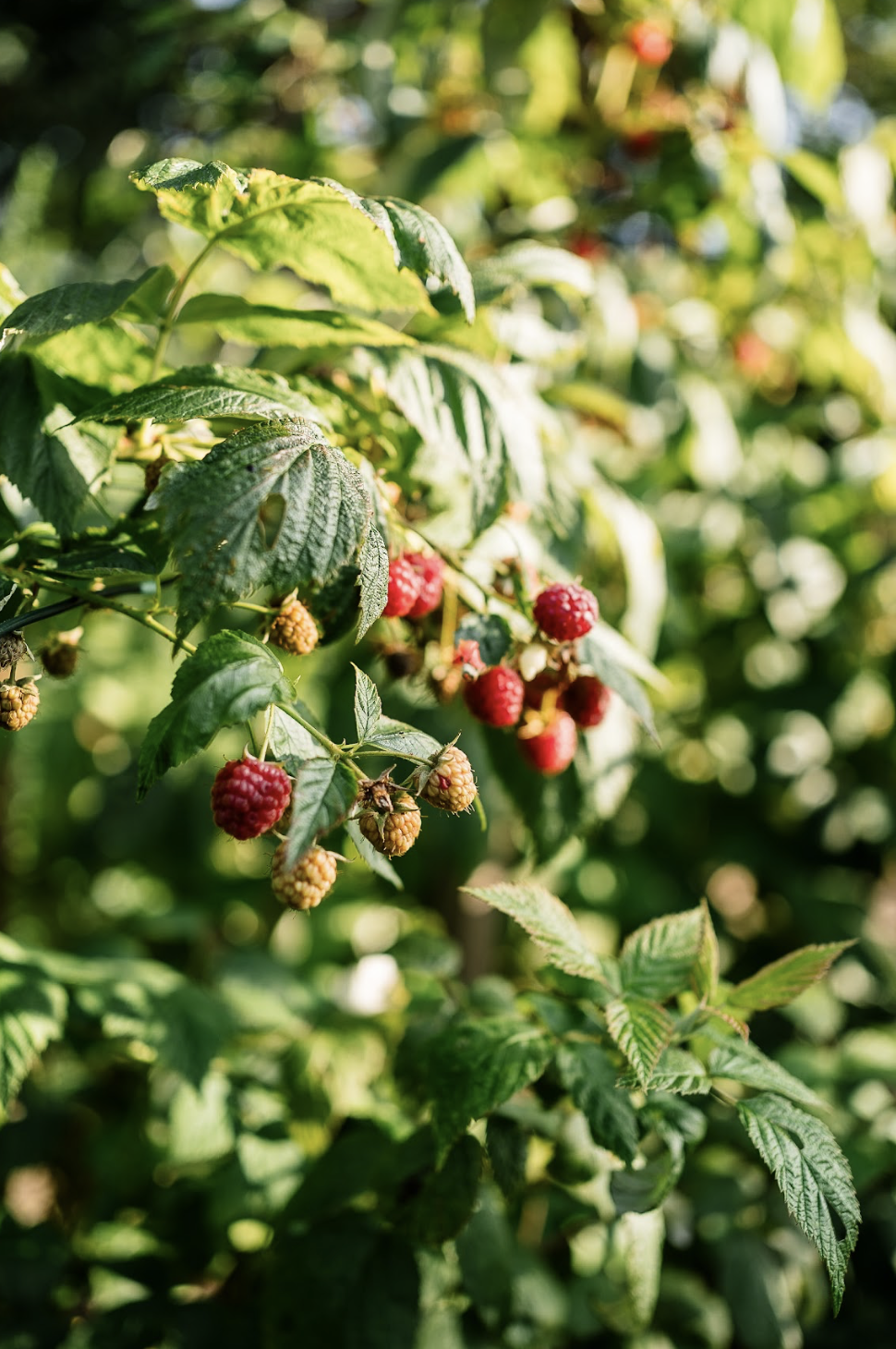 Brombeeren reifen an einer Pflanze in der Sonne.